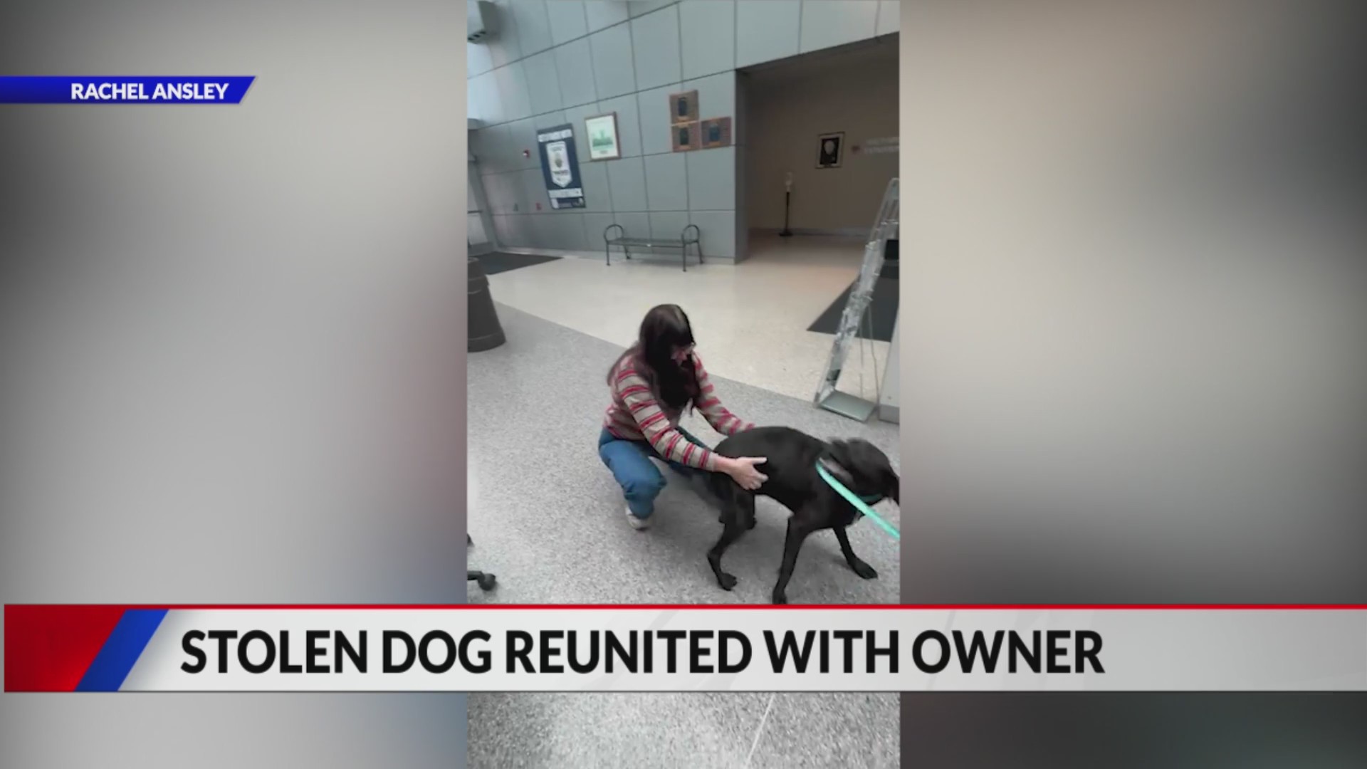 Dog reunited with owner – FOX31 Denver