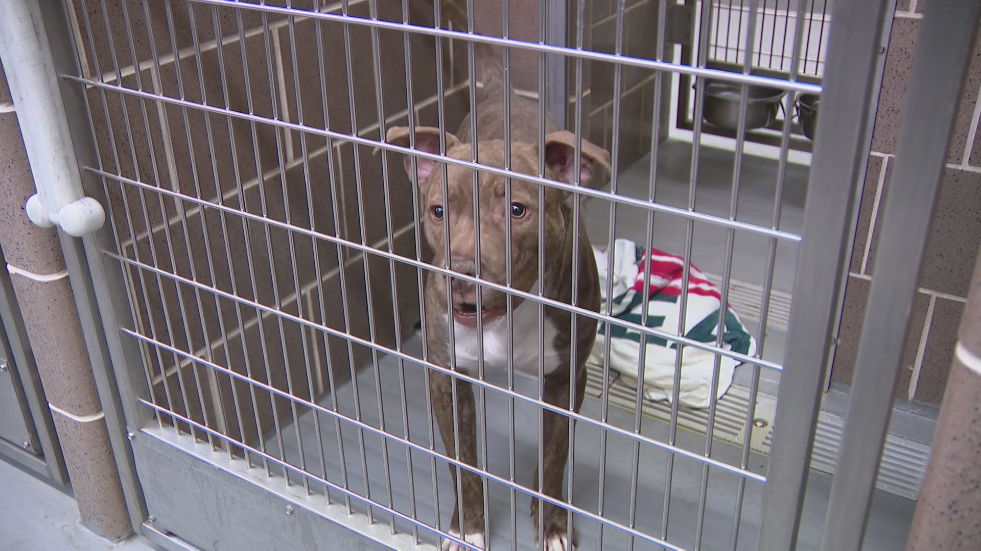 Chicago Ruthless Aninal Chicago Animal Care and Control: New leadership amid controversy – WGN-TV