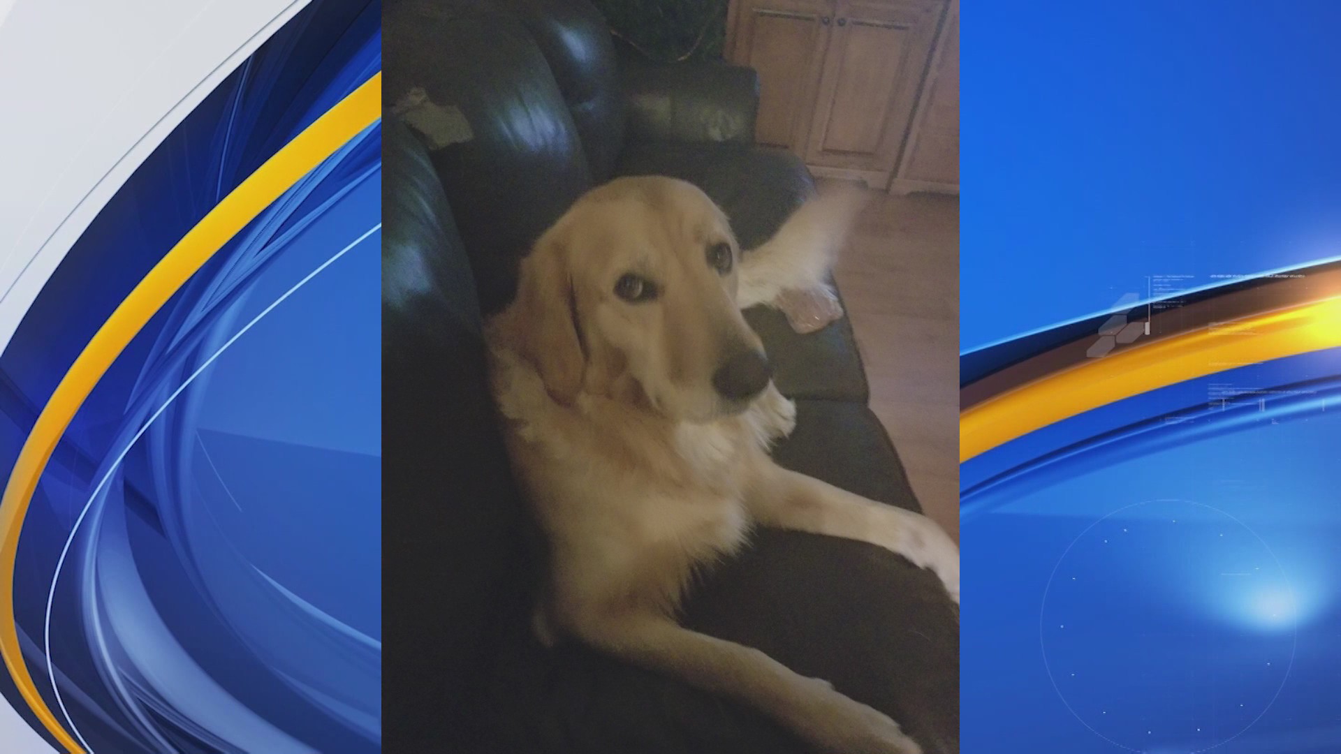 Duson man charged with animal cruelty after shooting two dogs – KLFY.com