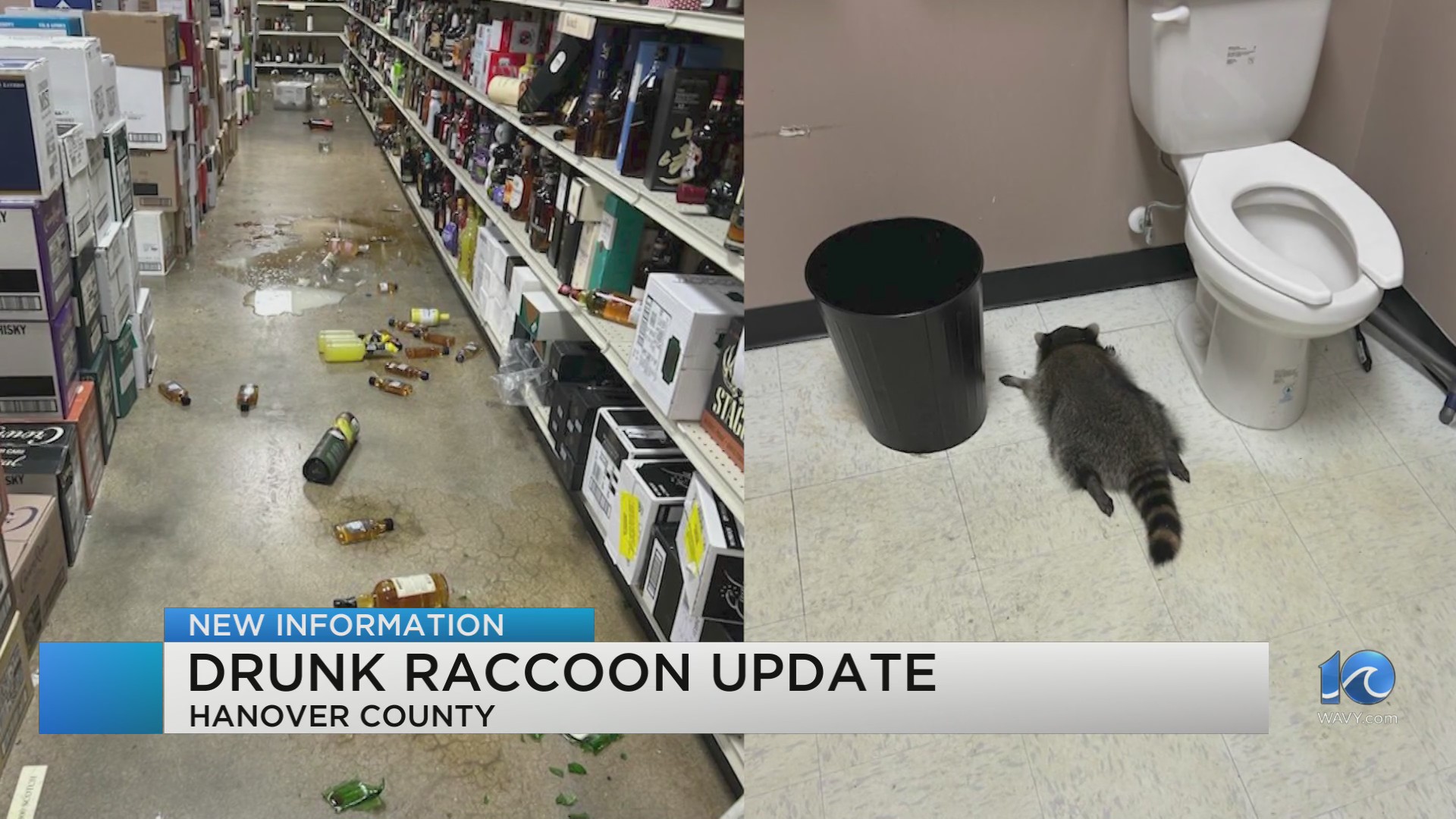 Raccoon who ransacked ABC store is serial offender – WAVY.com