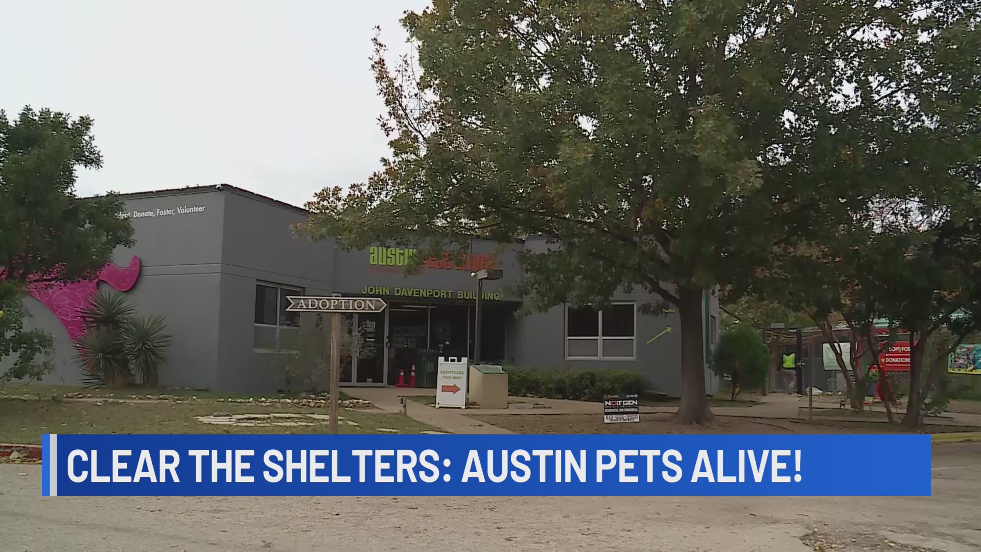 Austin Pets Alive! offering $10 adoption fees