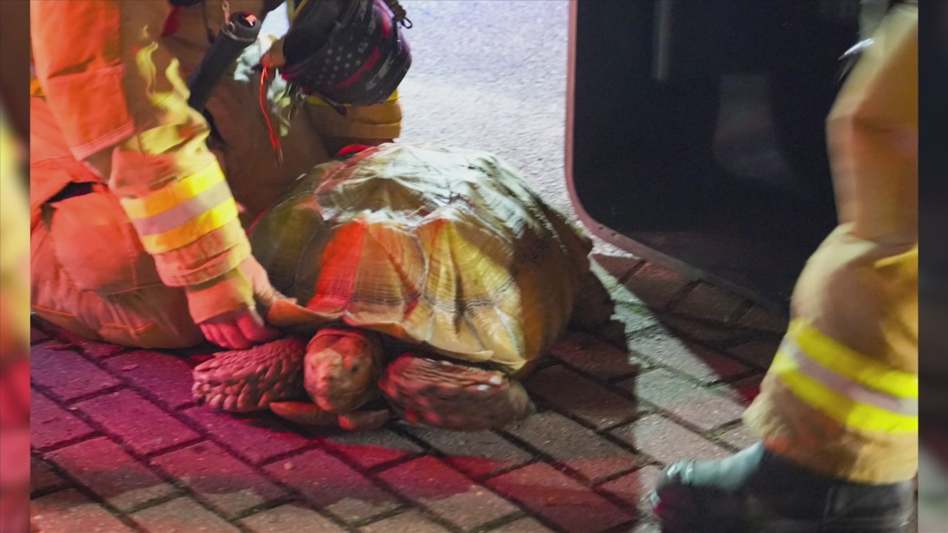Firefighters battle blaze in Santa Rosa Beach, 100-pound tortoise ...