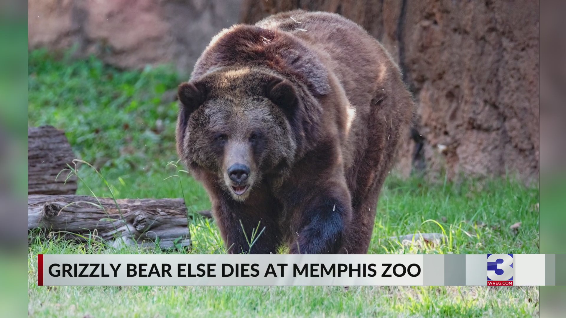 Memphis Zoo mourns loss of grizzly bear – WREG.com