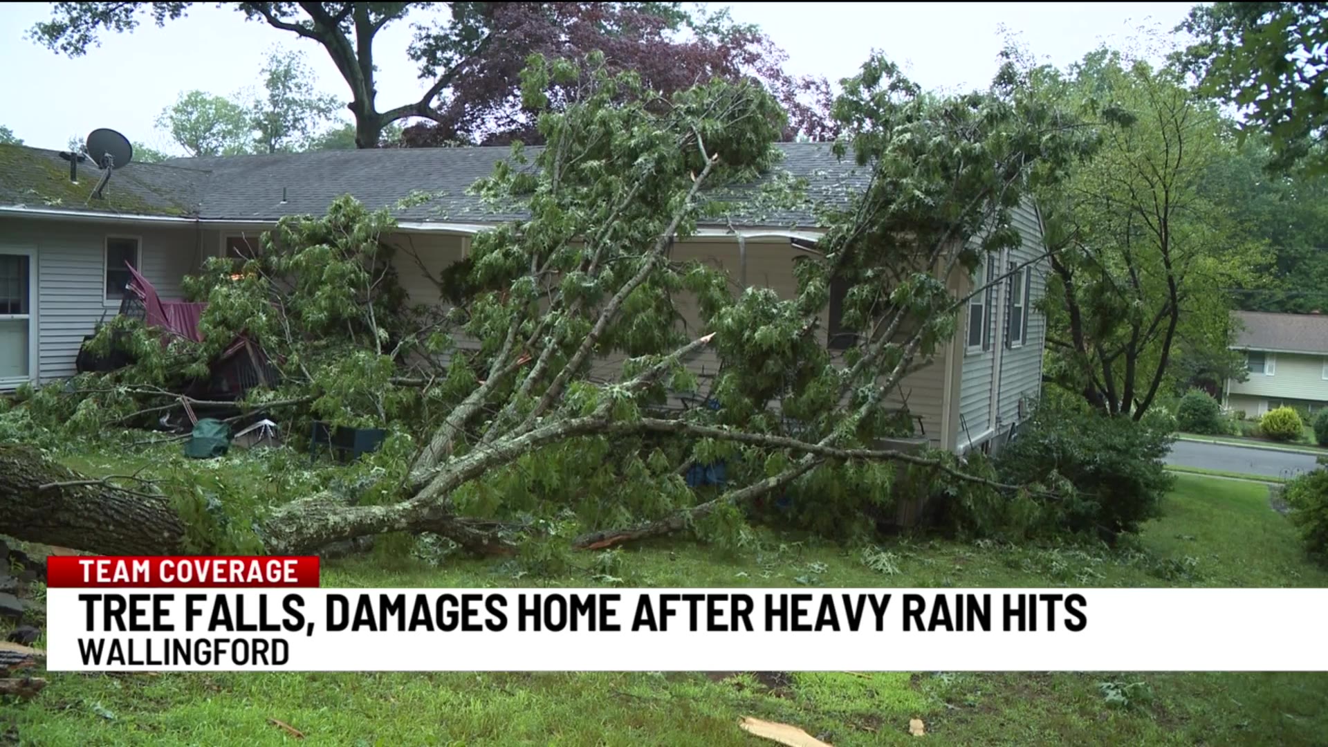 Apparent lightning strike causes tree to fall into Wallingford yard ...