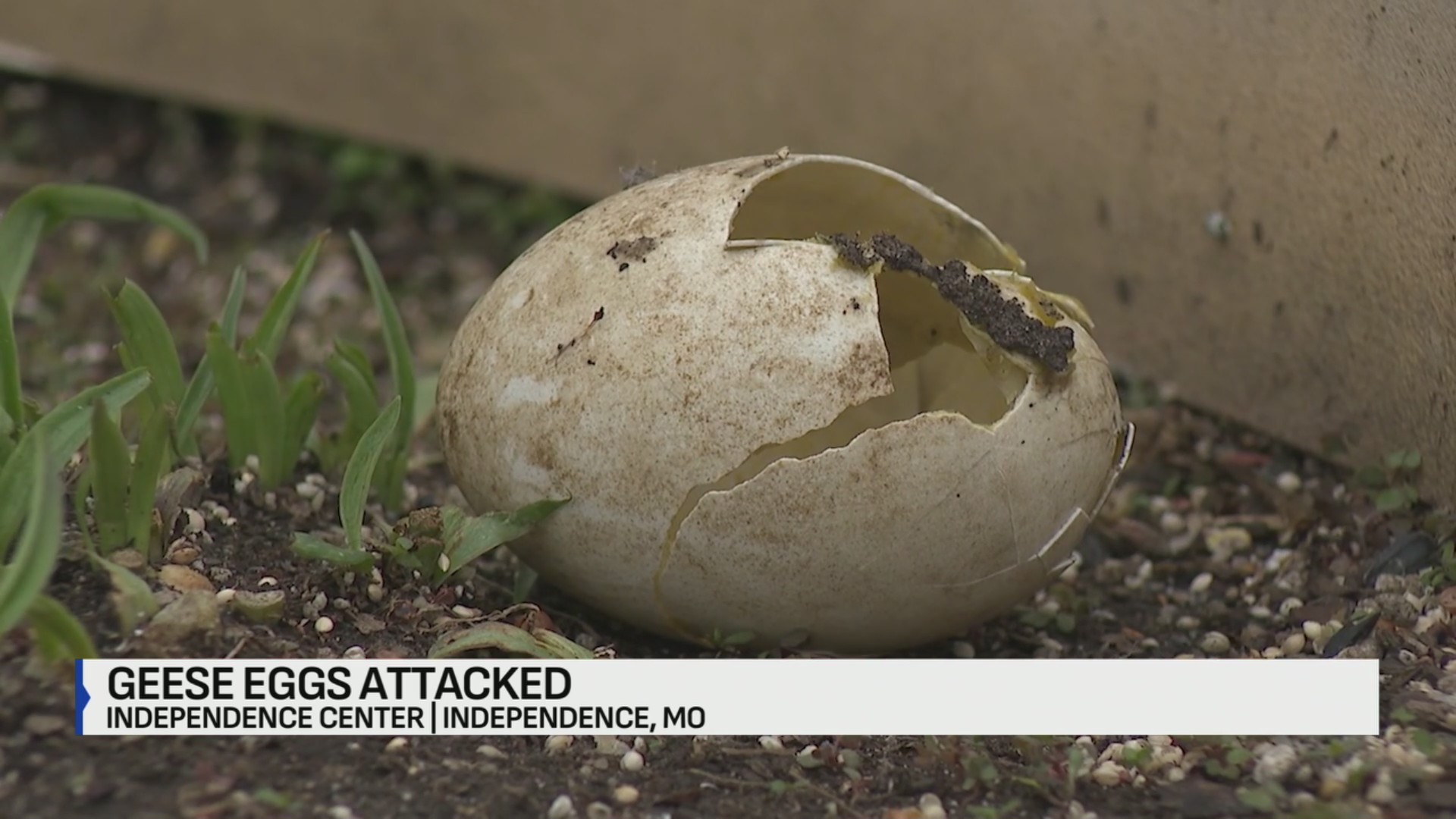 Geese eggs destroyed with hammer outside of Independence shopping center