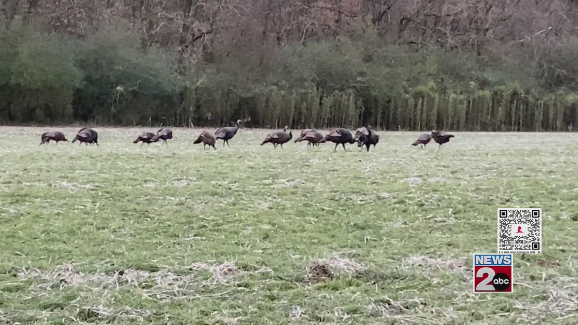 TWRA Initiates Summer Turkey Assessment TWRA Initiates Summer Turkey Assessment