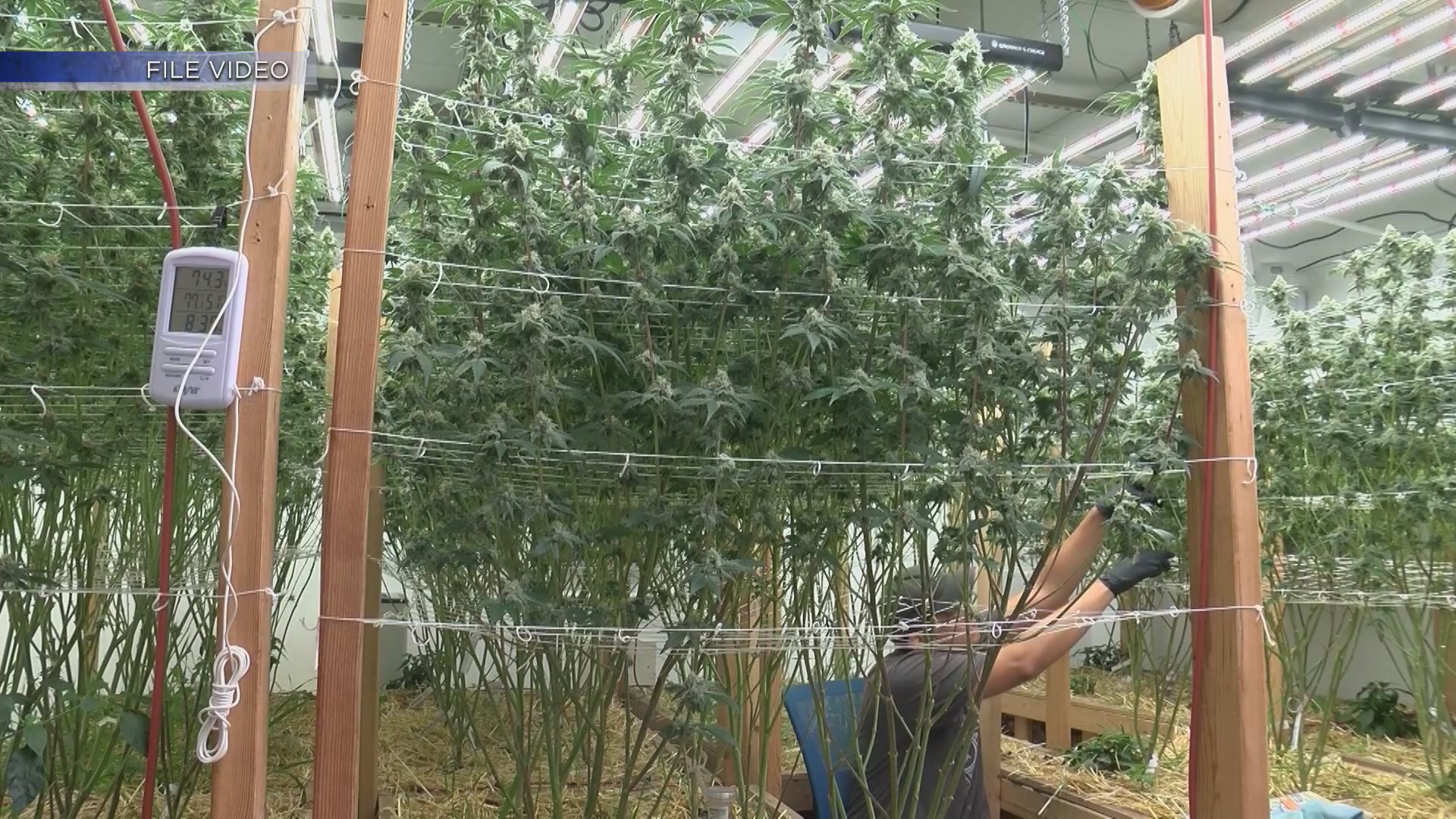 New Mexico cannabis business leaders say state tracking system is ...