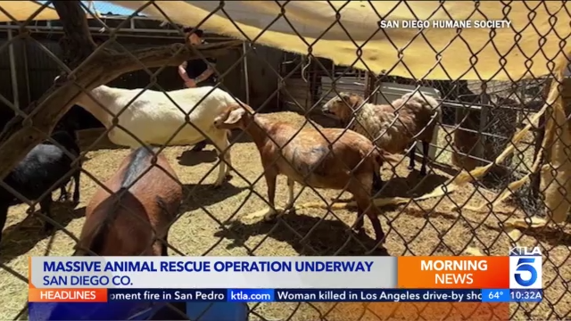 Massive animal rescue operation underway in Southern California – KTLA