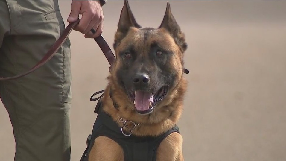 San Diego County Sheriff’s Office rolls out new ballistic vests for K ...