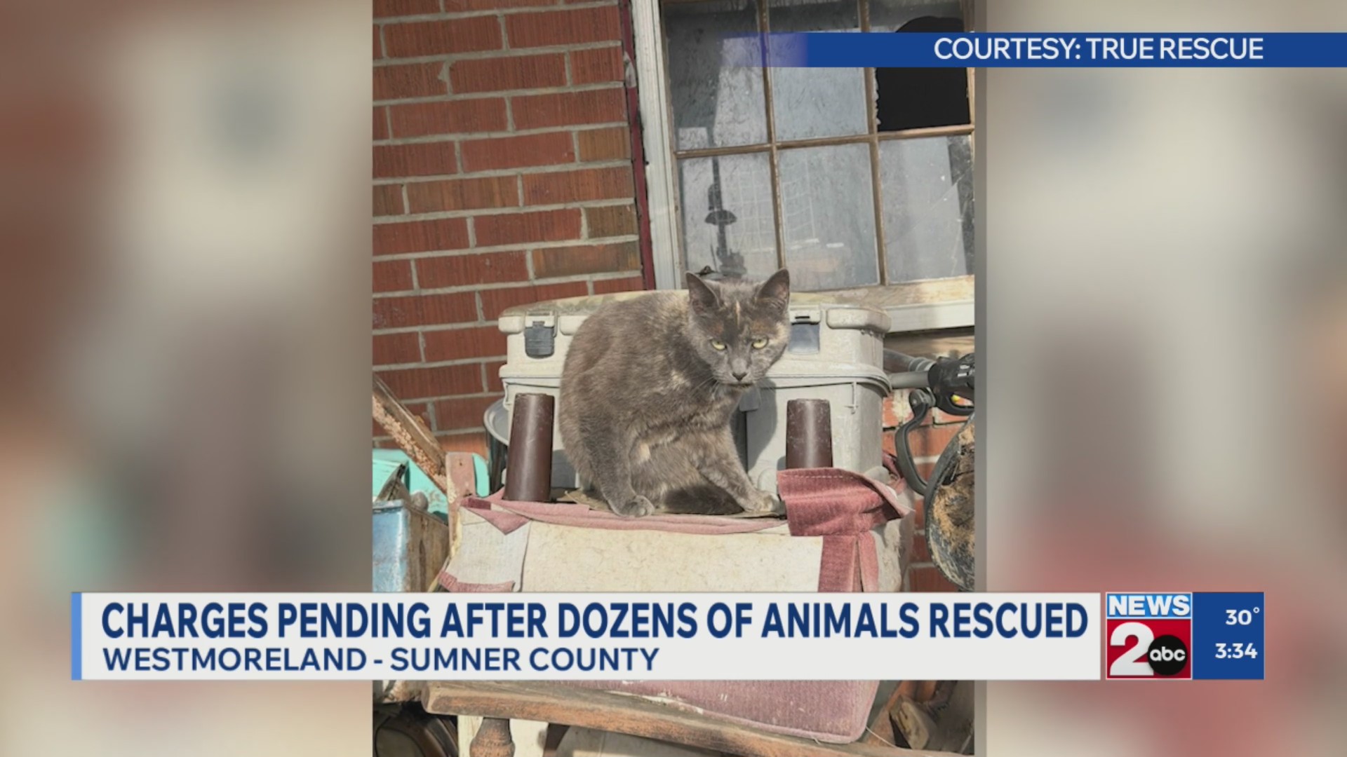 Charges pending after dozens of animals rescued in Westmoreland – WKRN ...