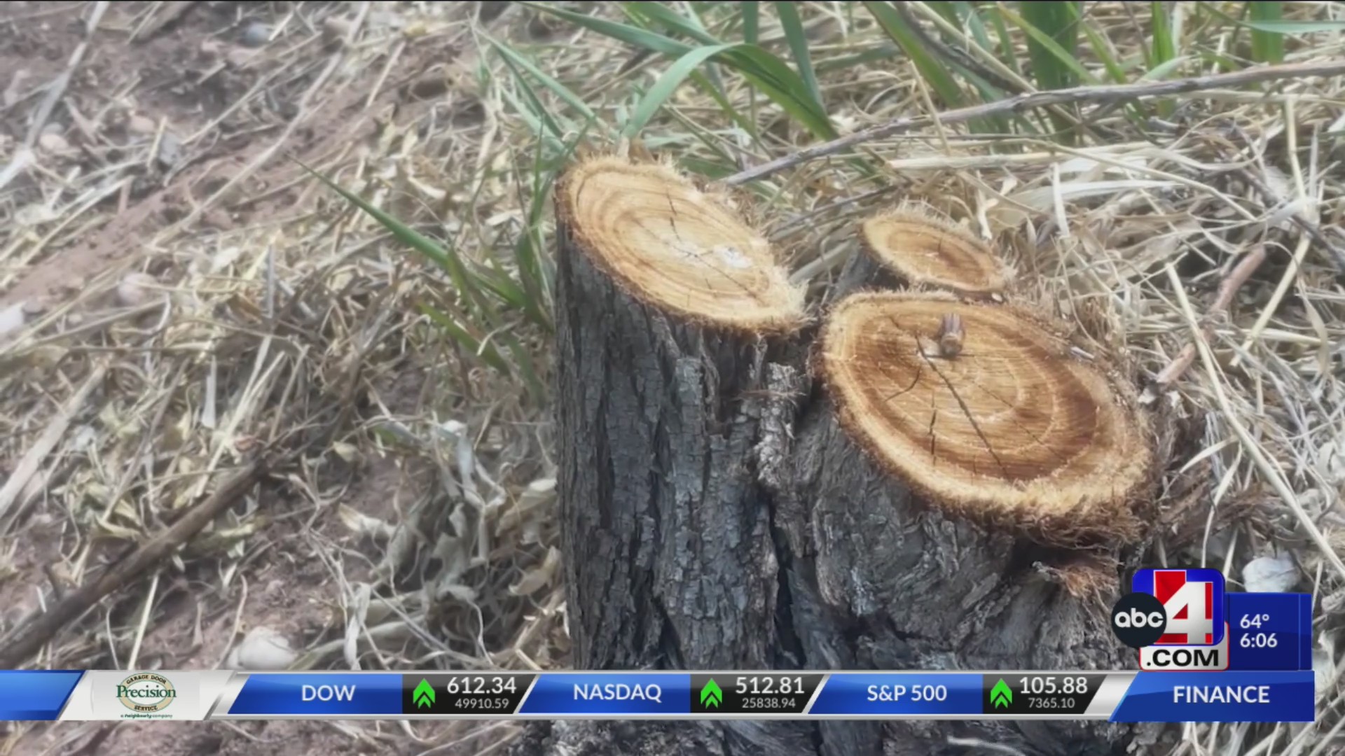 ‘One consumes 75 gallons a day’: Invasive Russian Olive Trees removed ...