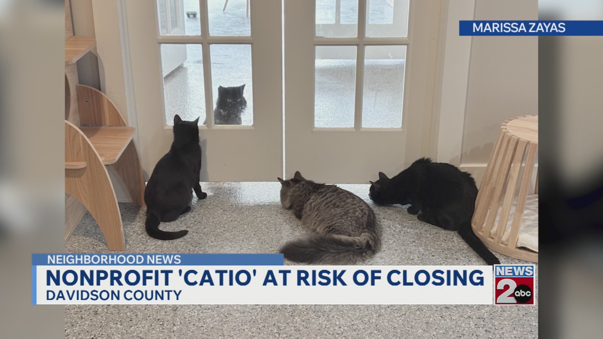 Catio Cat Lounge in danger of closing its doors – WKRN News 2