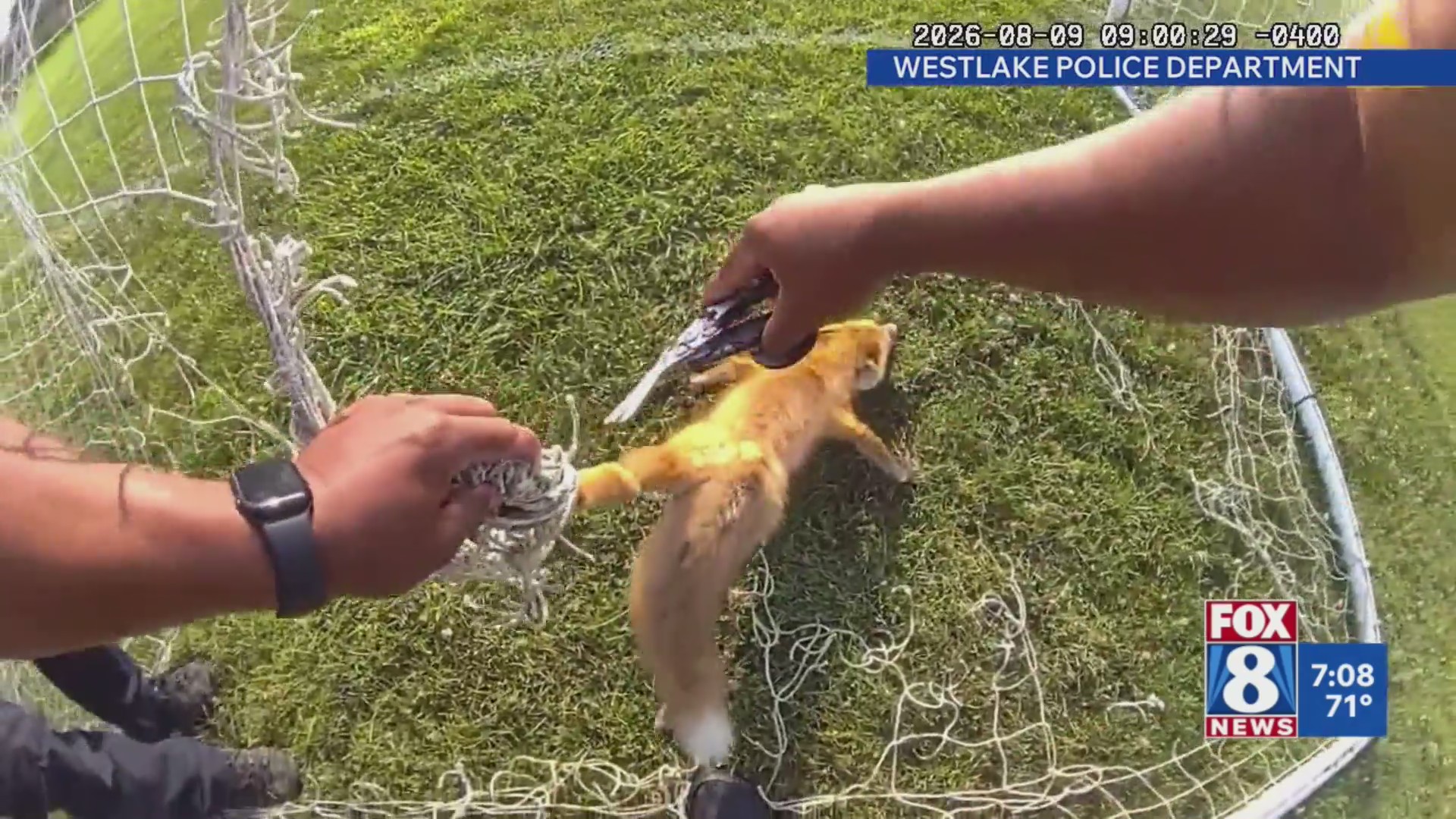 Westlake Police save fox caught in soccer net – Fox 8 Cleveland WJW