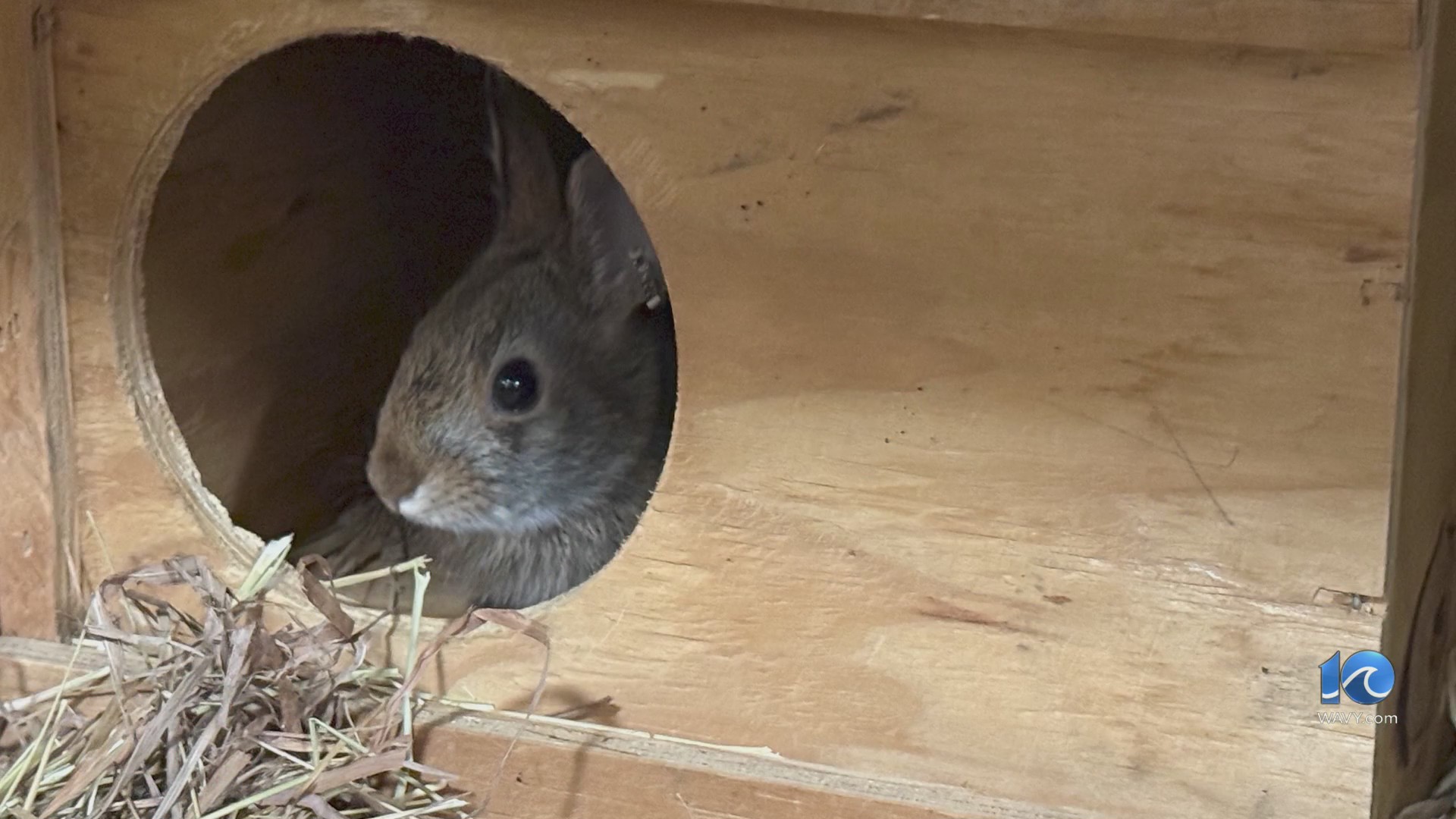 1st case of Rabbit Hemorrhagic Disease Virus type 2 confirmed in Dare ...