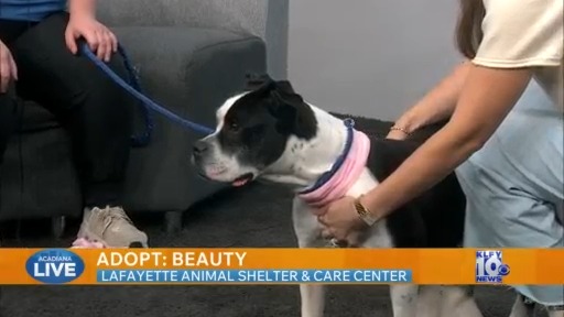 Pet of the Week: Adopt Beauty from Lafayette Animal Shelter and Care Center