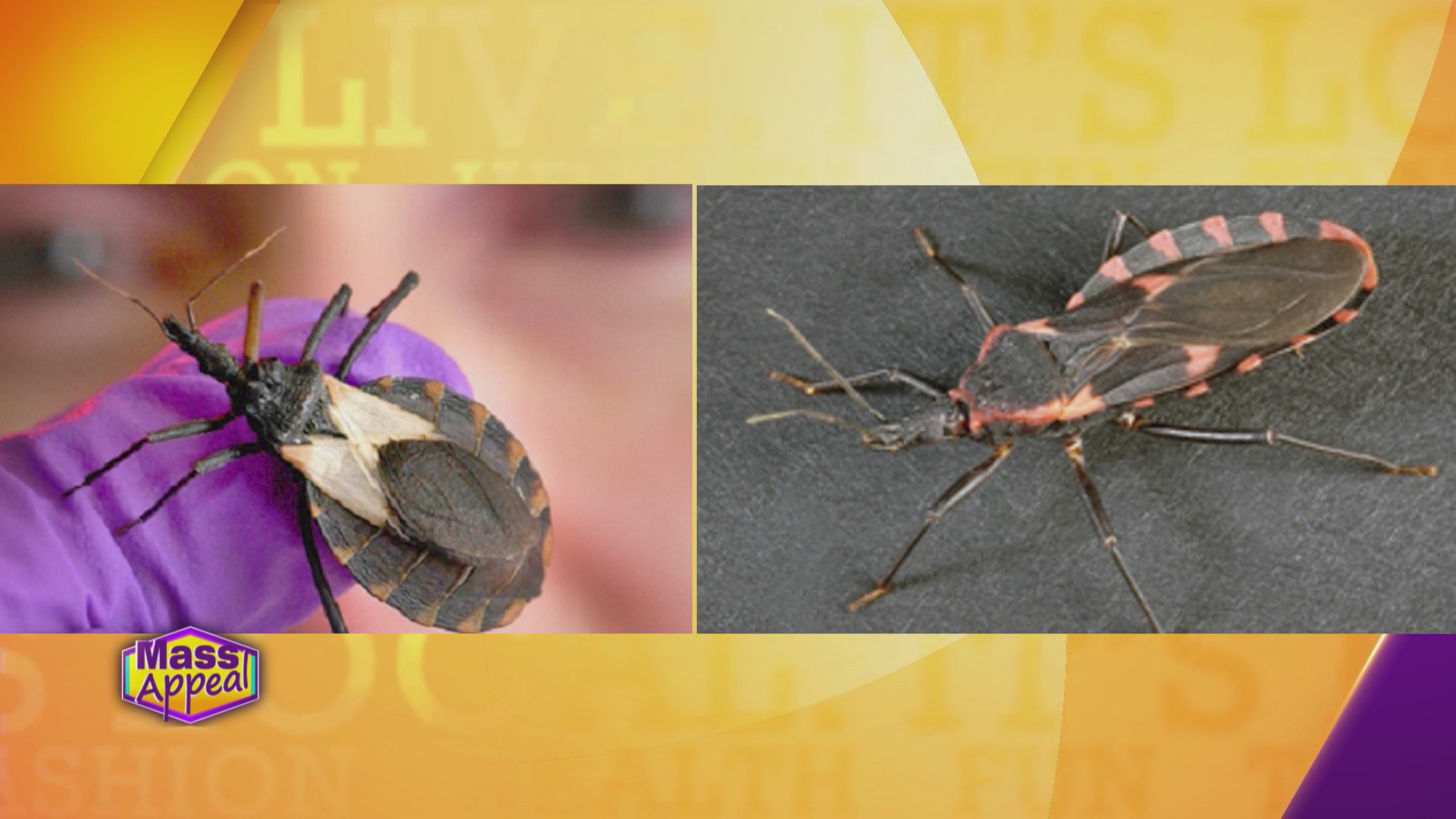 Mass Appeal Braman Bug of the Month: Kissing Bugs – WWLP