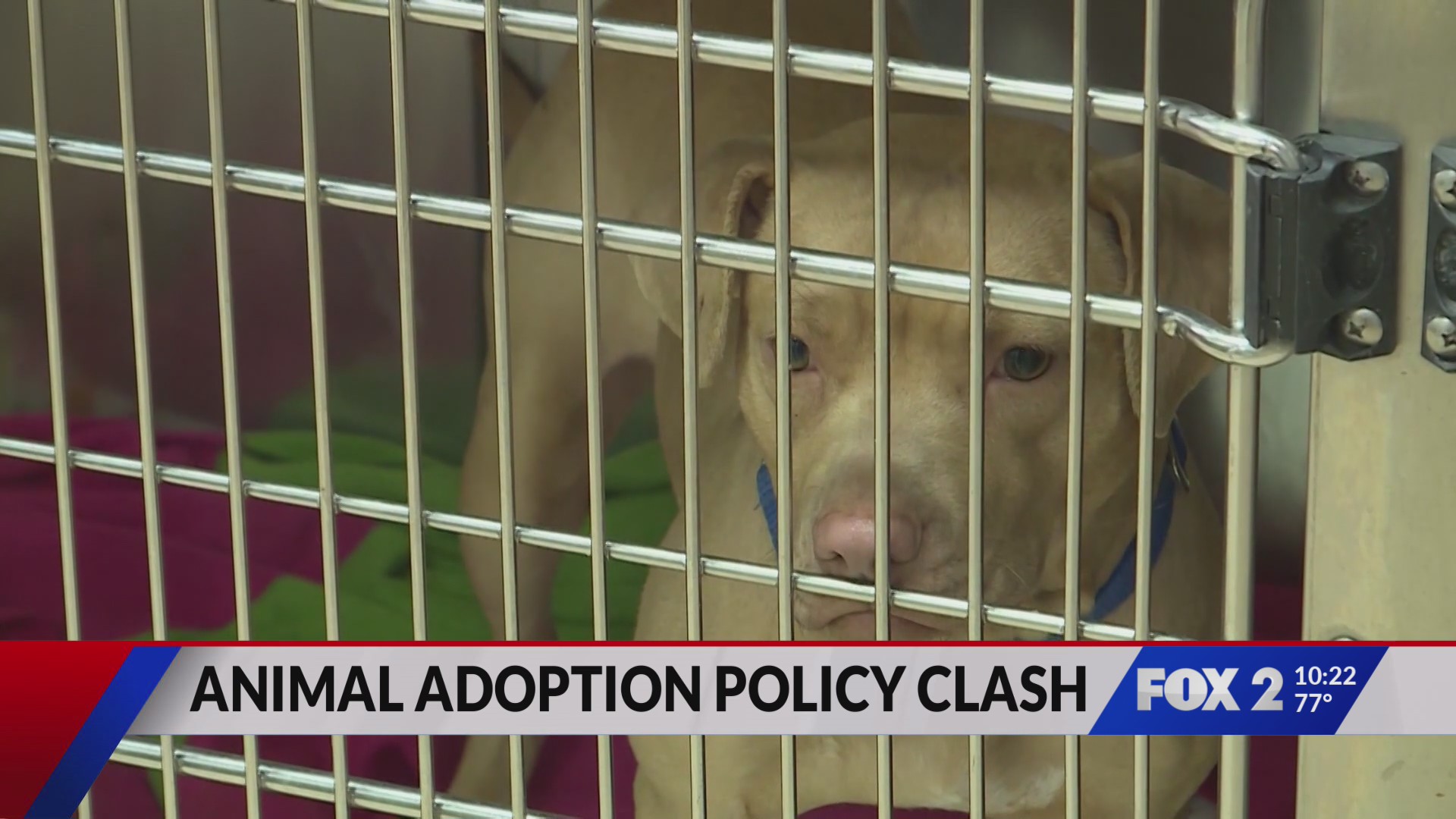 St. Louis County Animal Shelter adoption bill debate continues – FOX 2