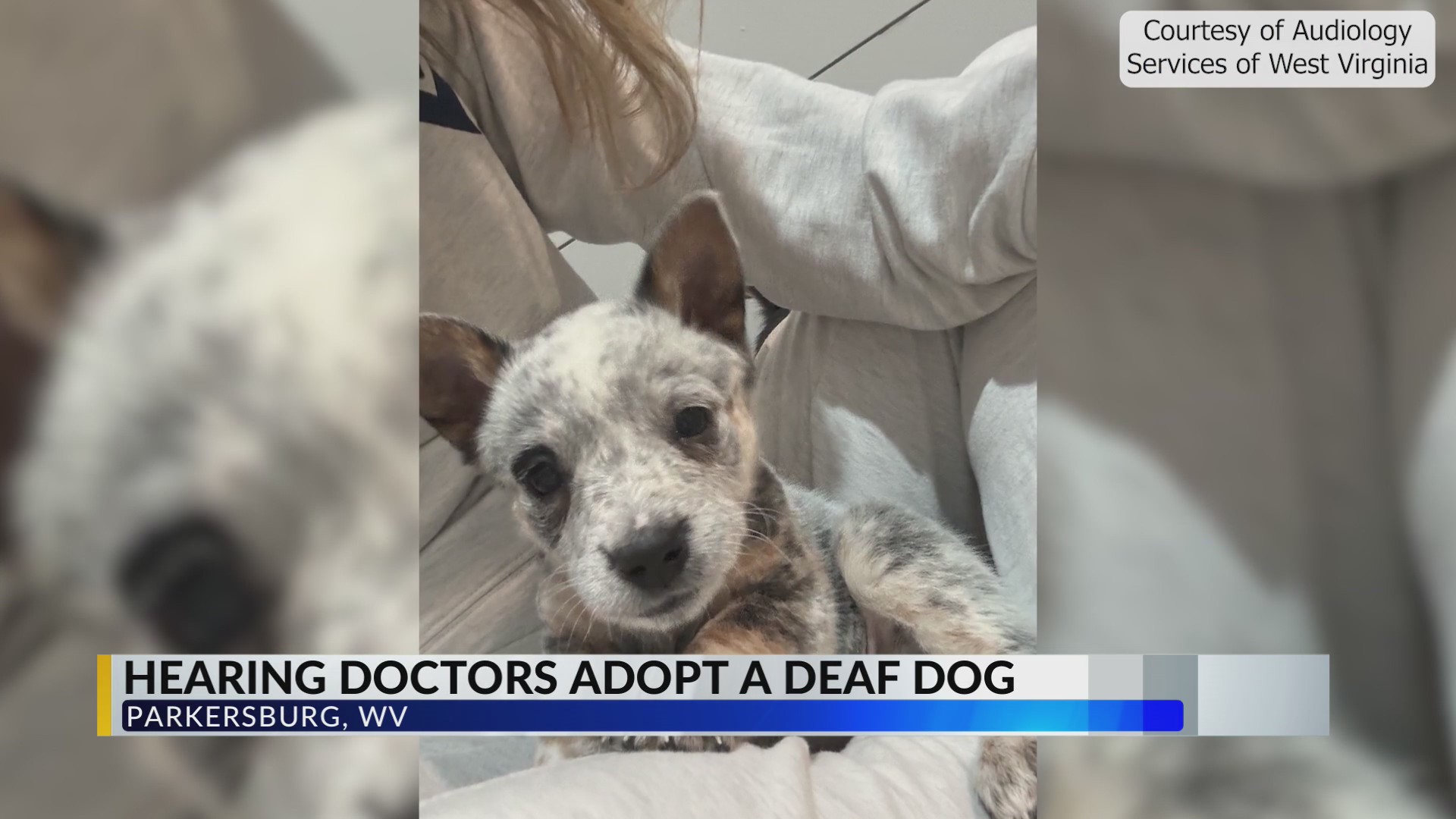 Audiologists unknowingly adopt a deaf puppy