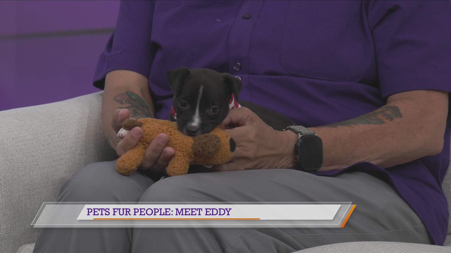 Pets Fur People: Meet Eddy