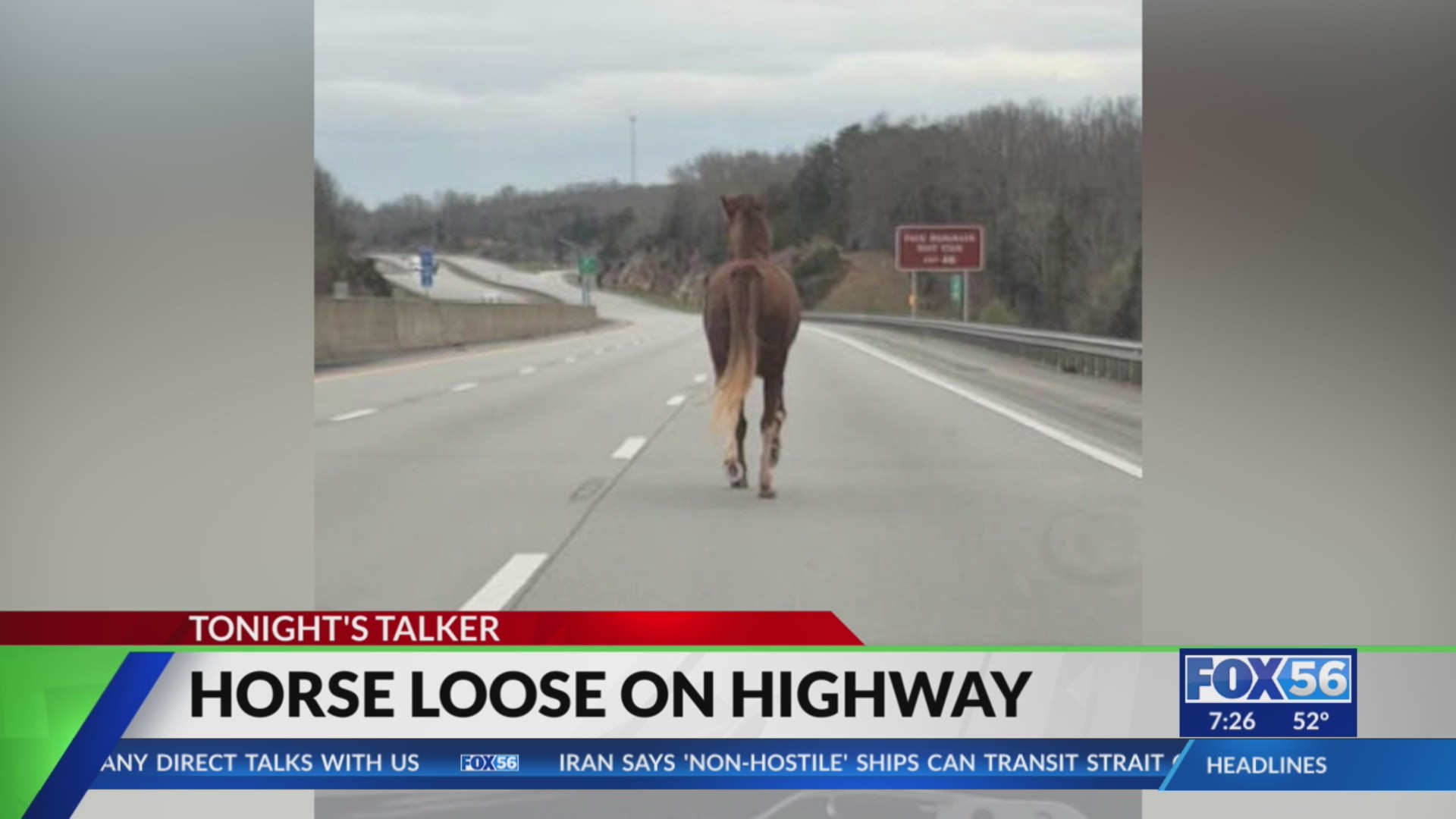 Horse spotted on spring trot down Bluegrass Parkway in Hardin County