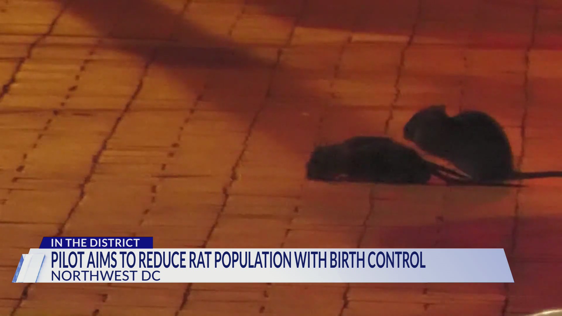 DC Health to use rat birth control to address rodent population – DC ...