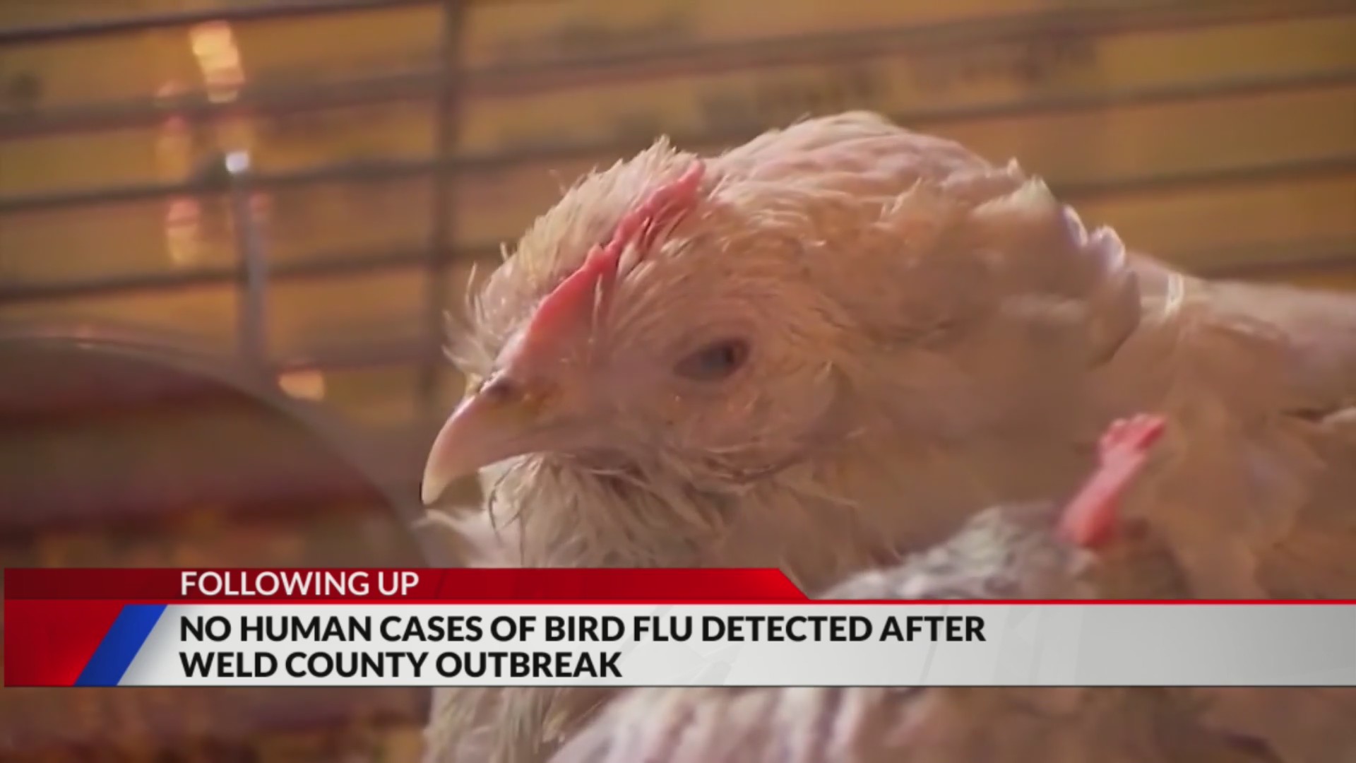 No humans impacted in bird flu outbreak in Weld County – FOX31 Denver