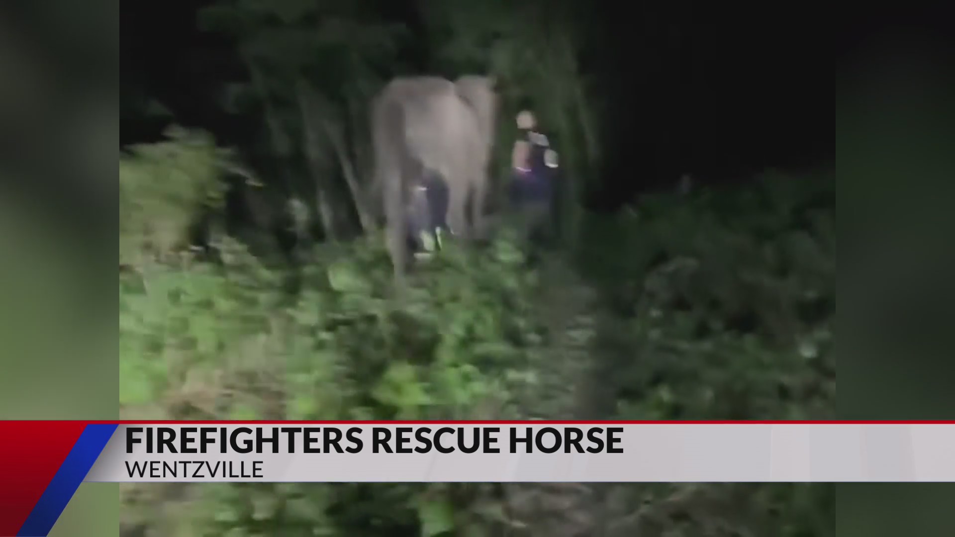 Rescuers save horse trapped in deep muddy hole – FOX 2