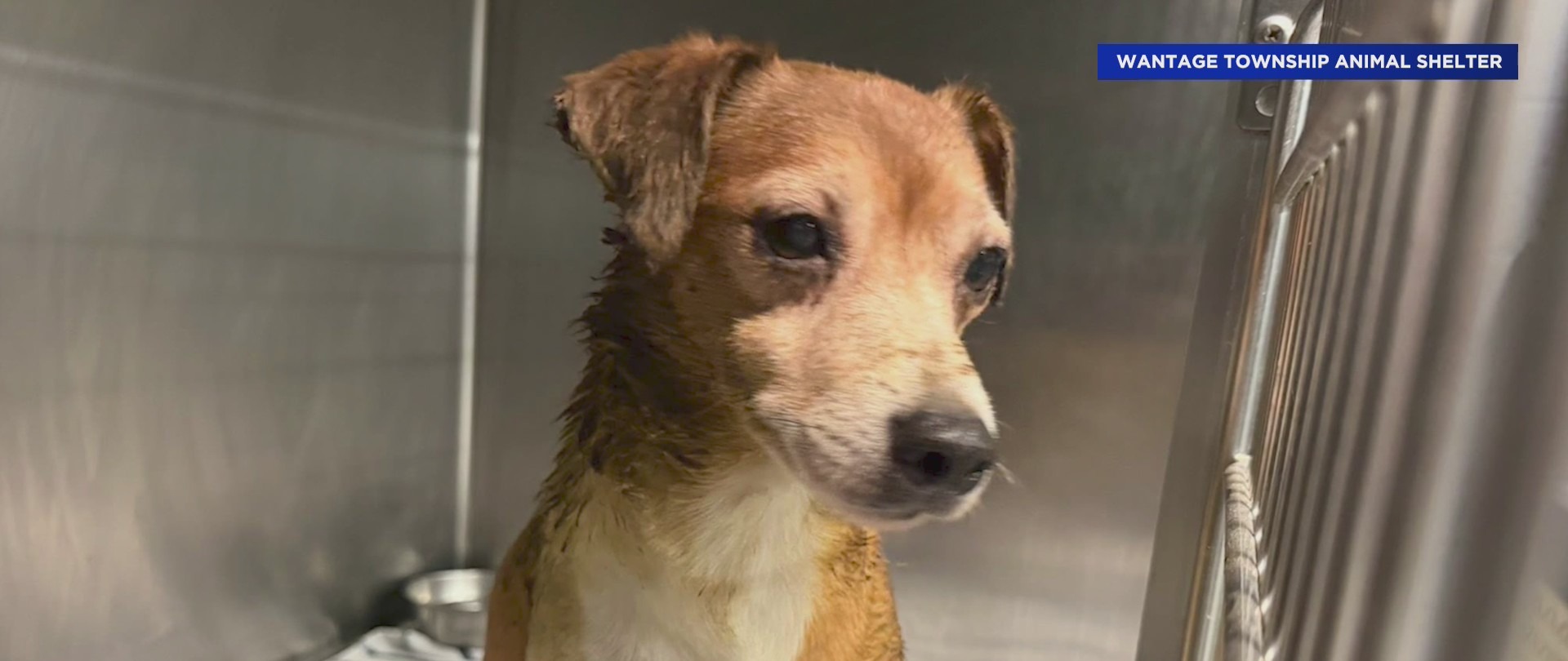 Injured and scared dogs found abandoned in NJ: police – PIX11