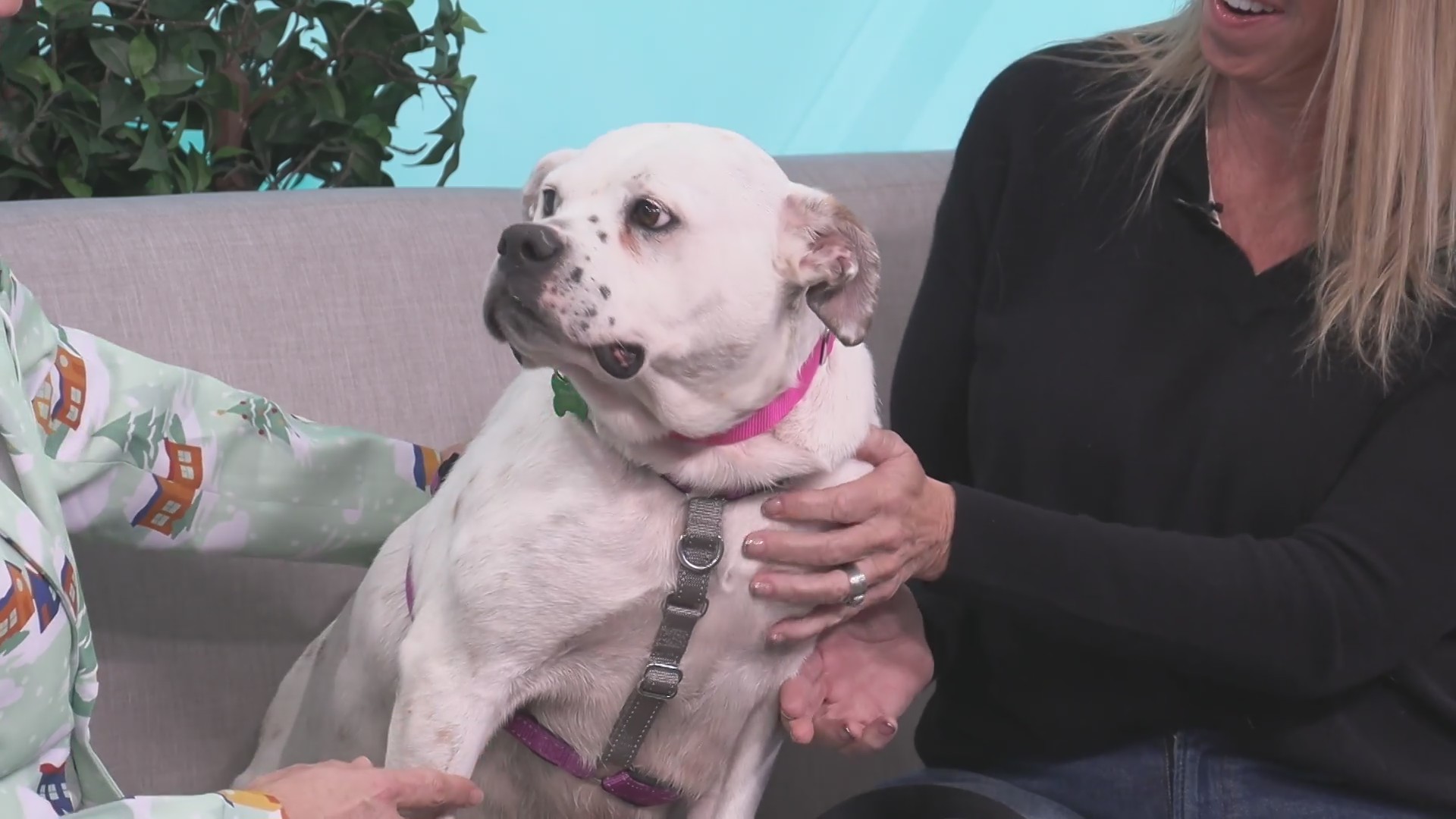 Sponsored Content: Shelter Spotlight: Gundle – KOLR – OzarksFirst.com