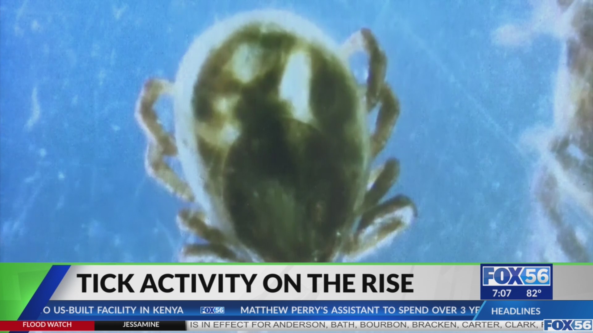Fox File Tick Kentucky among states seeing worst tick activity in nearly 10 years ...