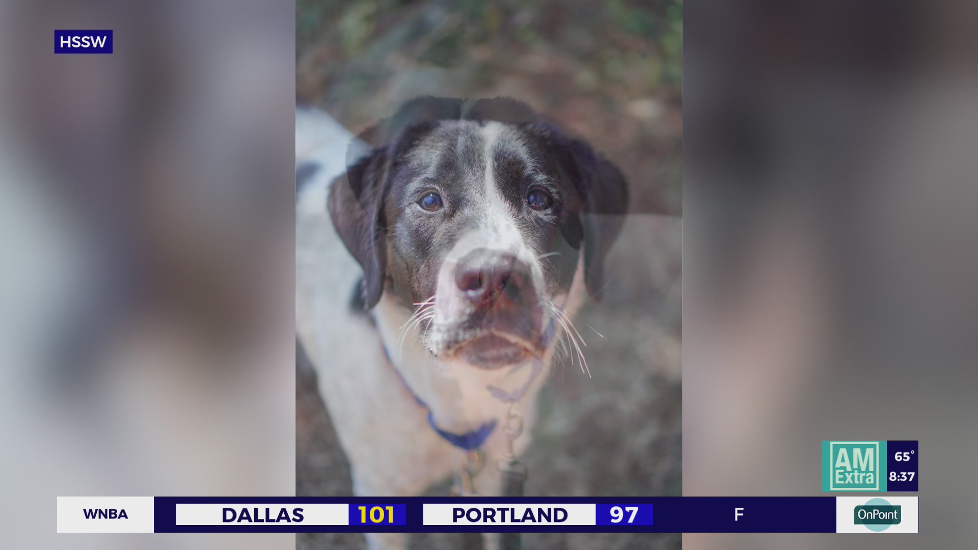 Second Chance Pets: Mateo, the friendly hound mix pup