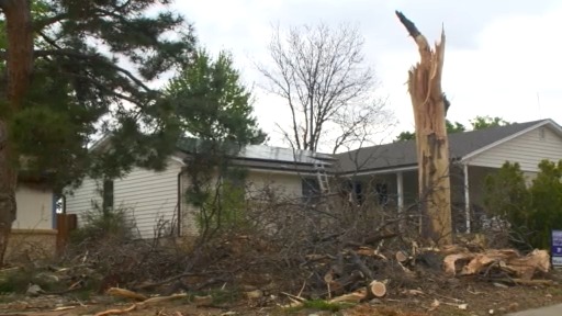 Tree explodes after being hit by lightning in Aurora – FOX31 Denver