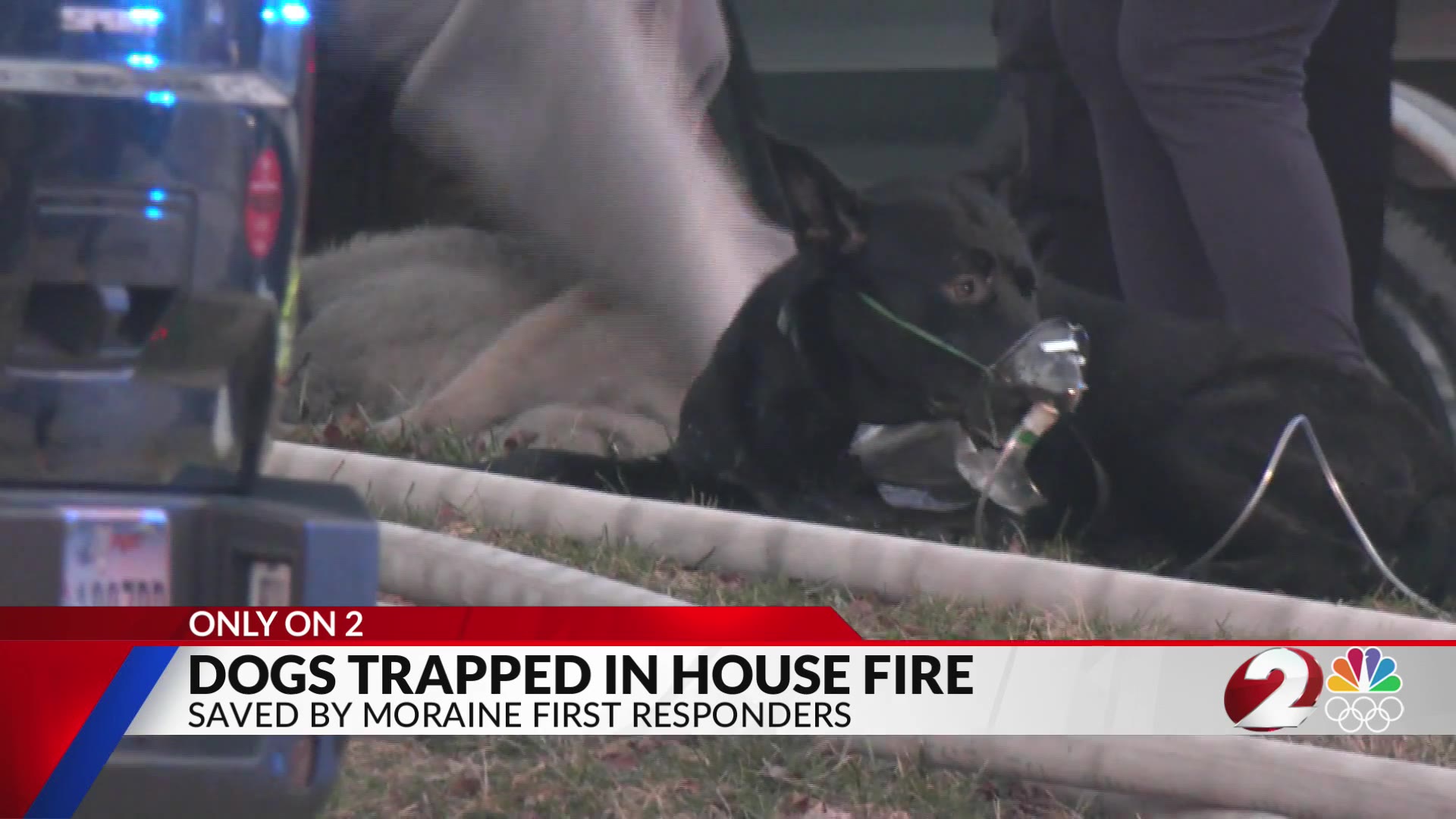 Dogs trapped in Moraine house fire – WDTN.com