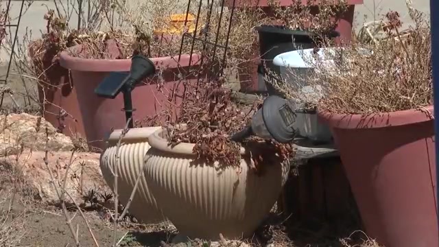 114 cats rescued, some found dead in Arvada home – FOX31 Denver