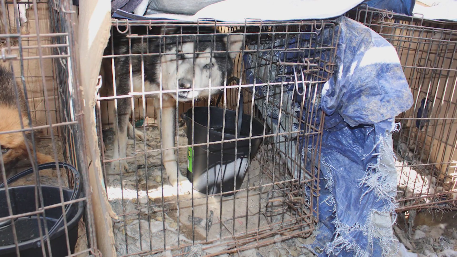 Video: 7 dogs rescued from filthy conditions at home in Truth or ...
