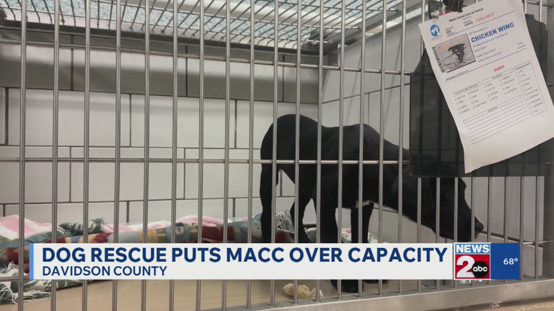 Dog rescue puts Metro Animal Care and Control over capacity – WKRN News 2