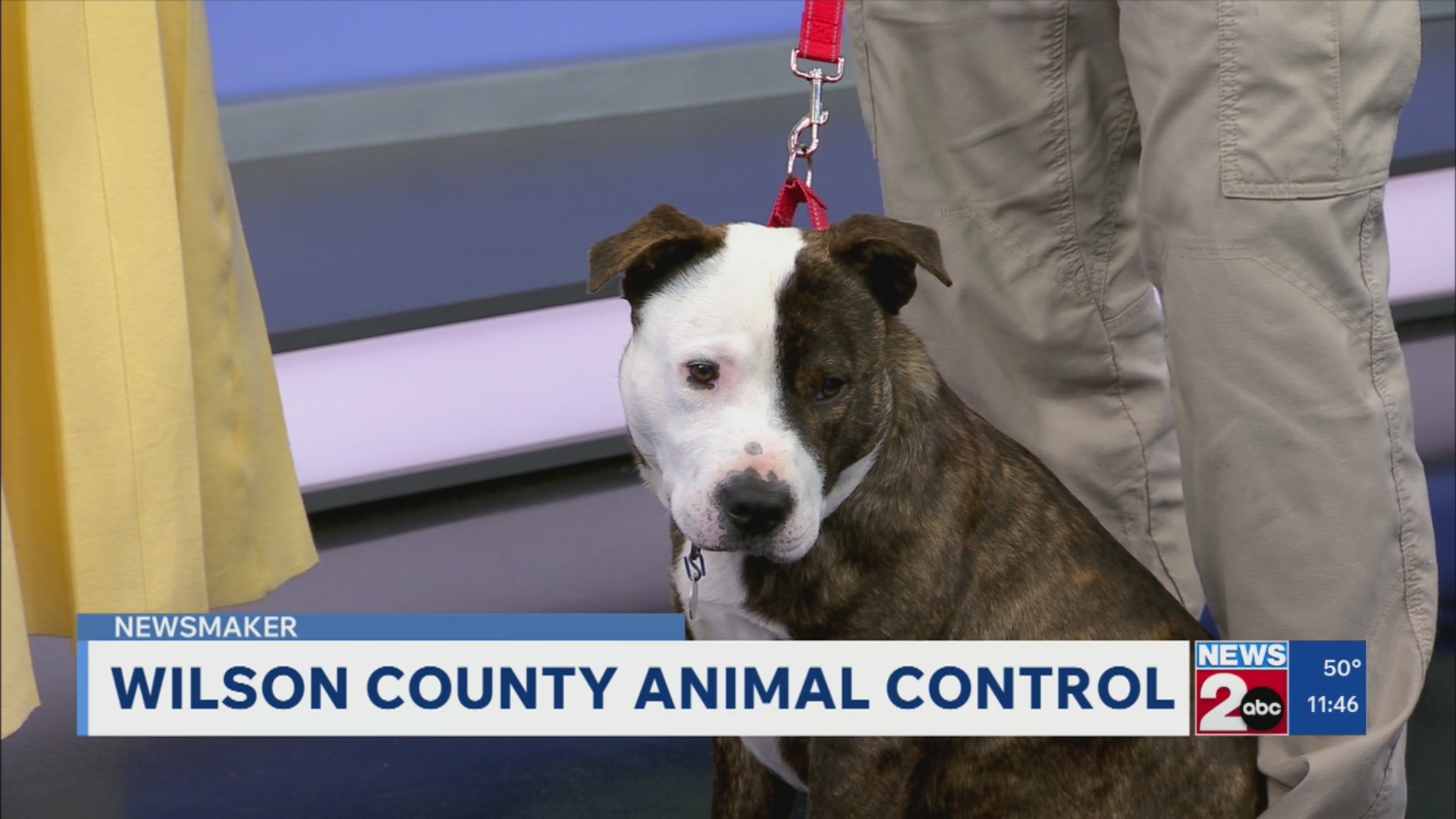 Newsmaker: Adoptions at Wilson County Animal Control – WKRN News 2
