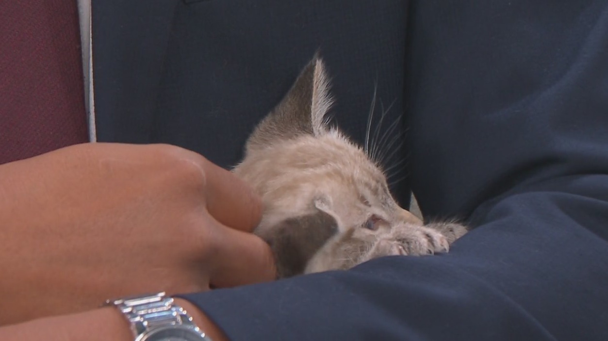 Second Chance Pets: Kitty Palooza waives adoptions fees