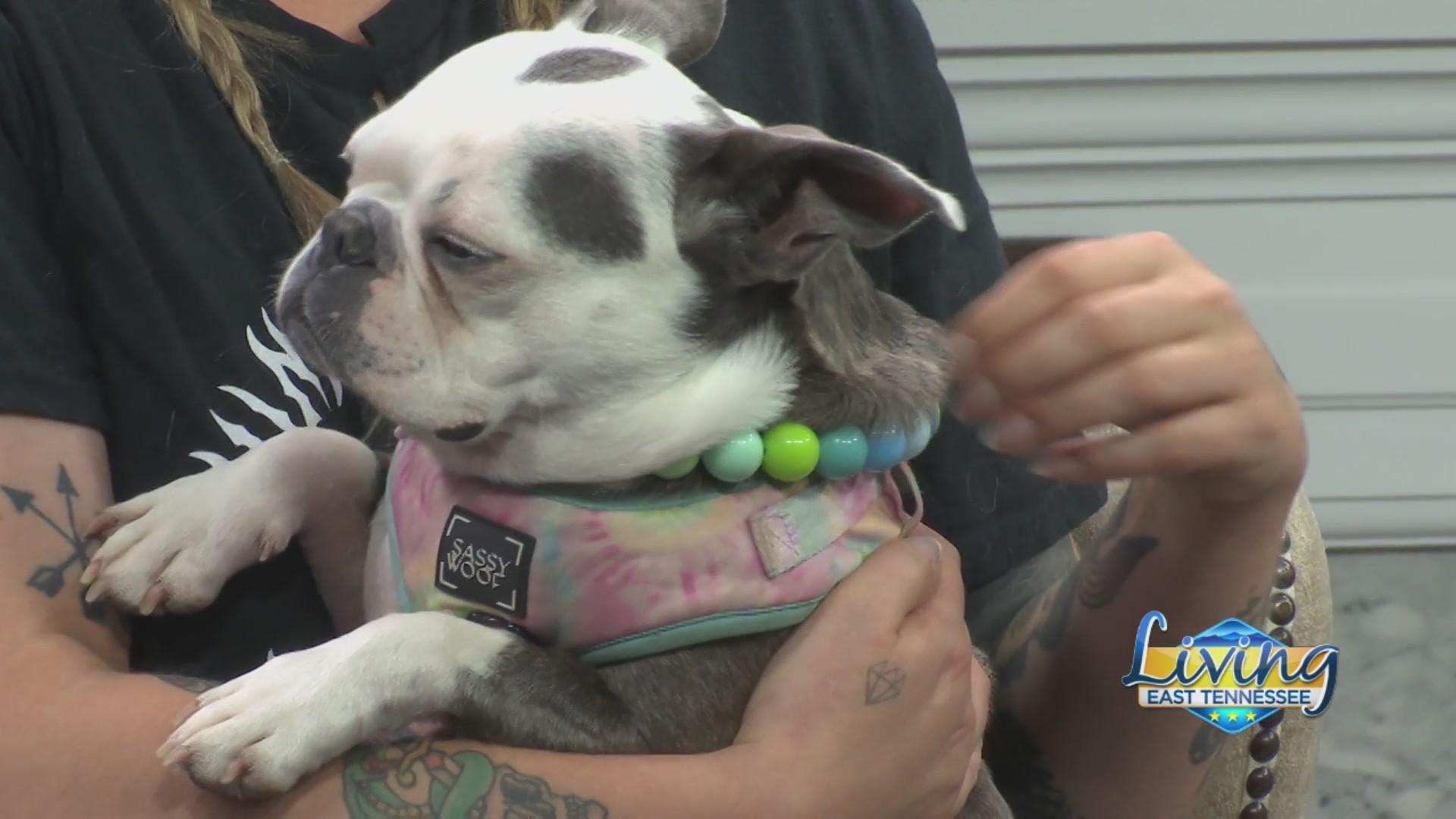 Pet of the Week: June 17, 2026 – WATE 6 On Your Side