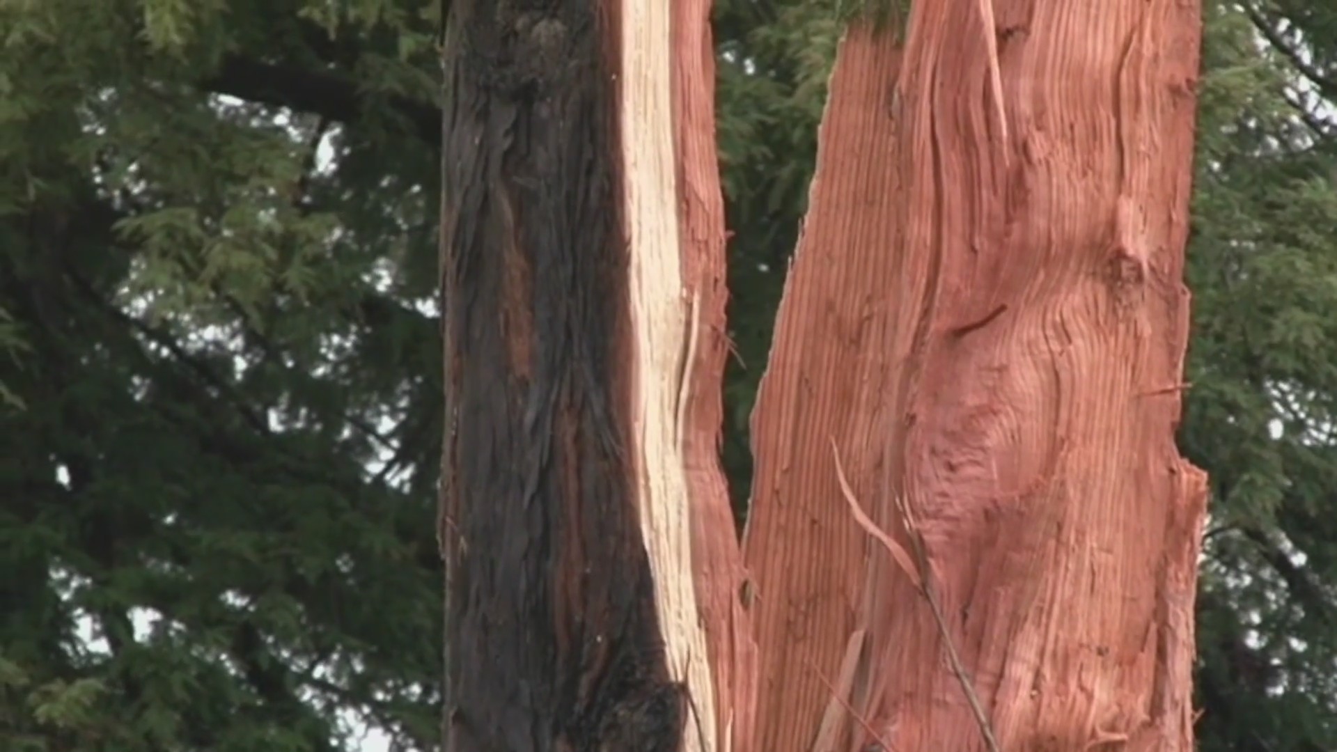 Lightning strikes redwood tree at Santa Rosa preschool – KRON4