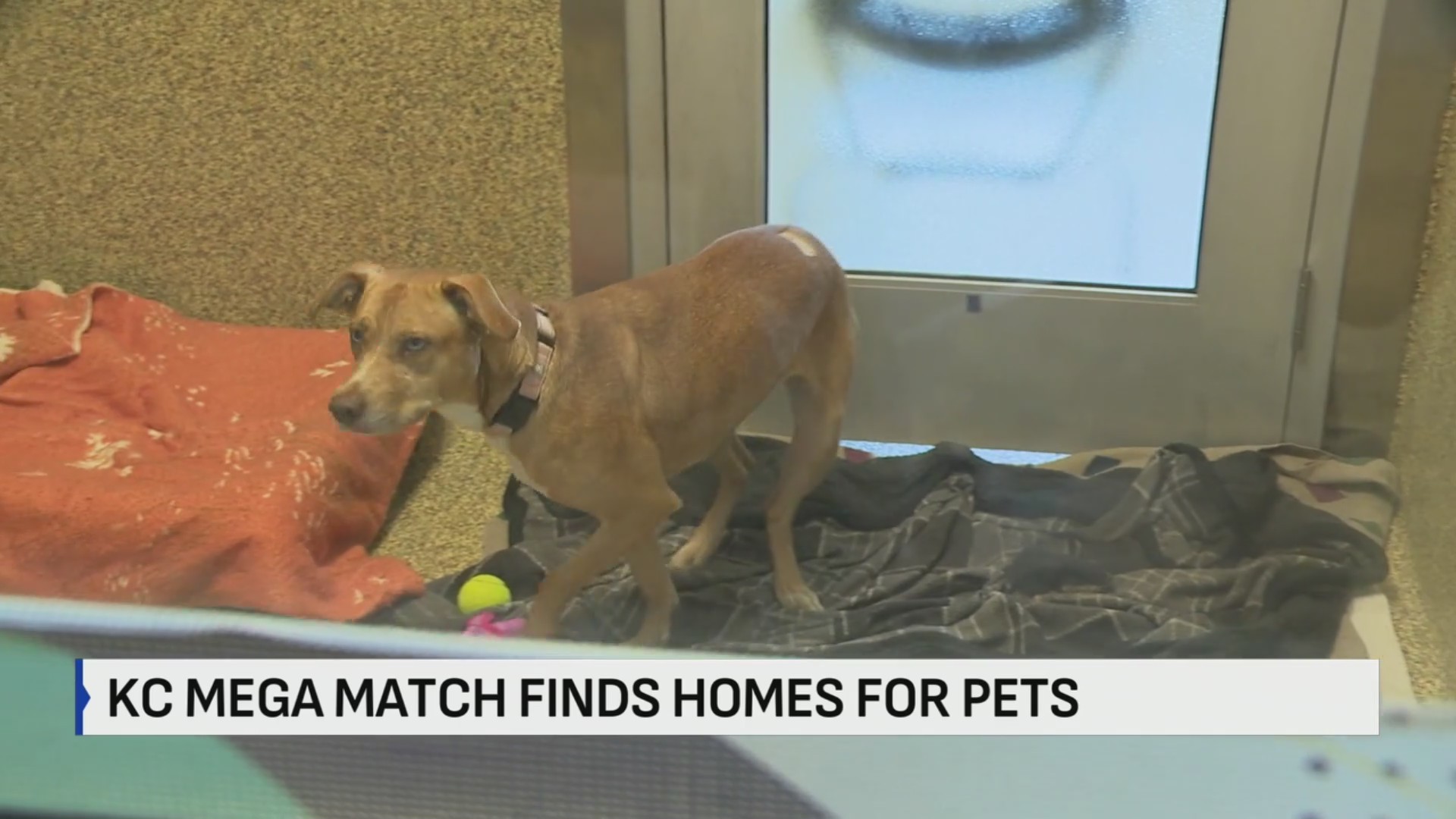 Adoption event hopes to find new homes for hundreds of cats and dogs in ...