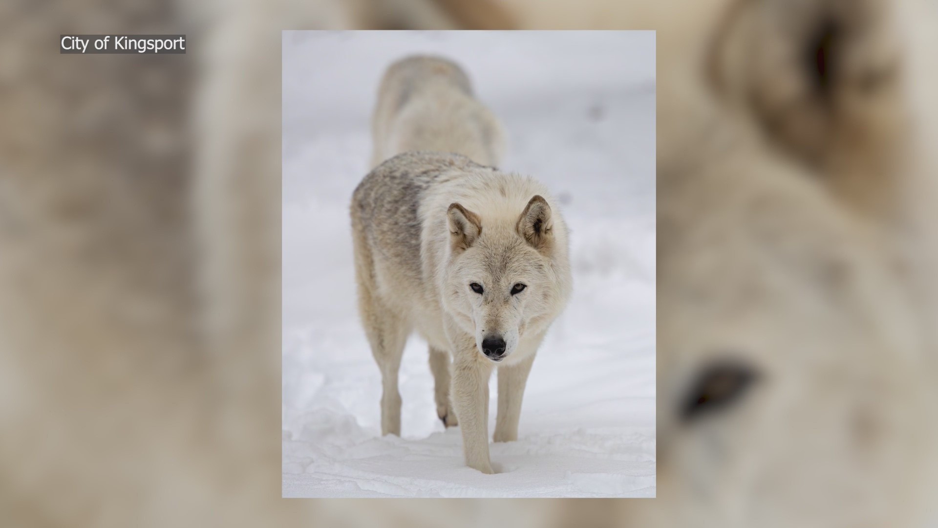 Bays Mountain Park announces death of wolf 'Ela'