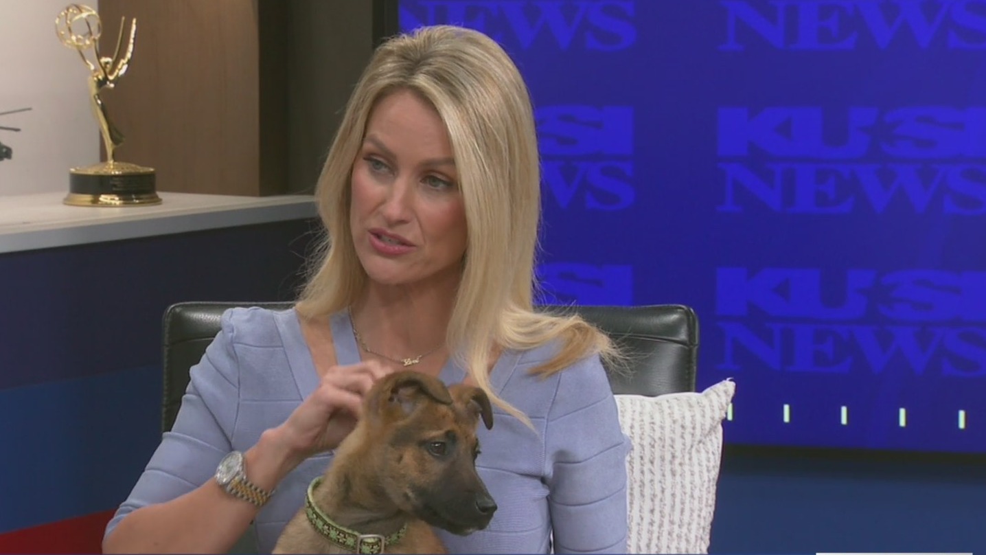 Taking care of your pets allergies – FOX 5 San Diego & KUSI News