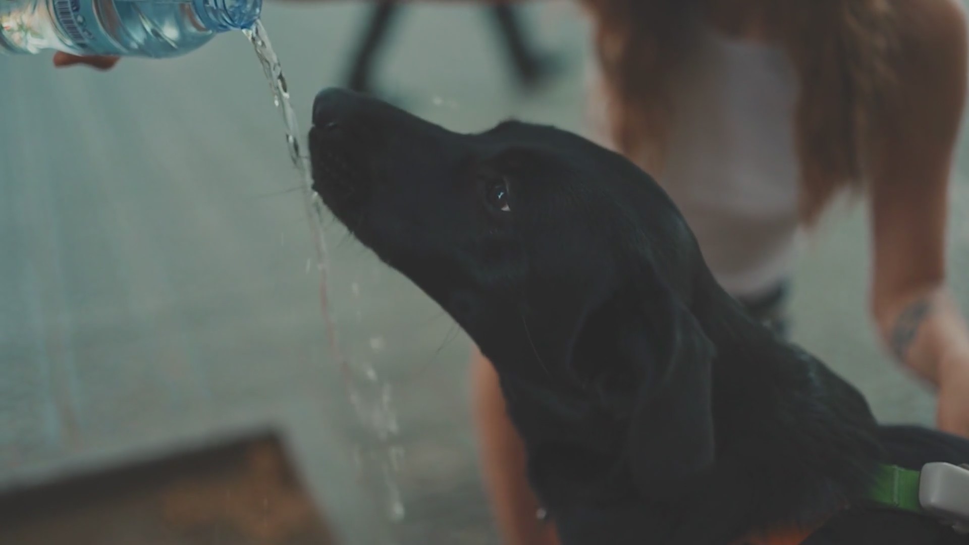 4th of July Pets Safety Tips
