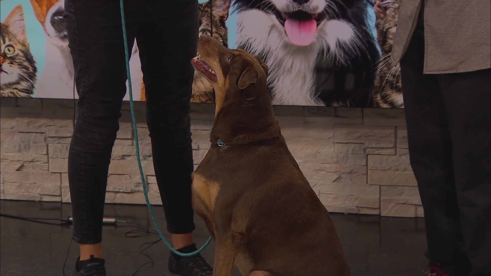 Pet of the Week: Meet Sam