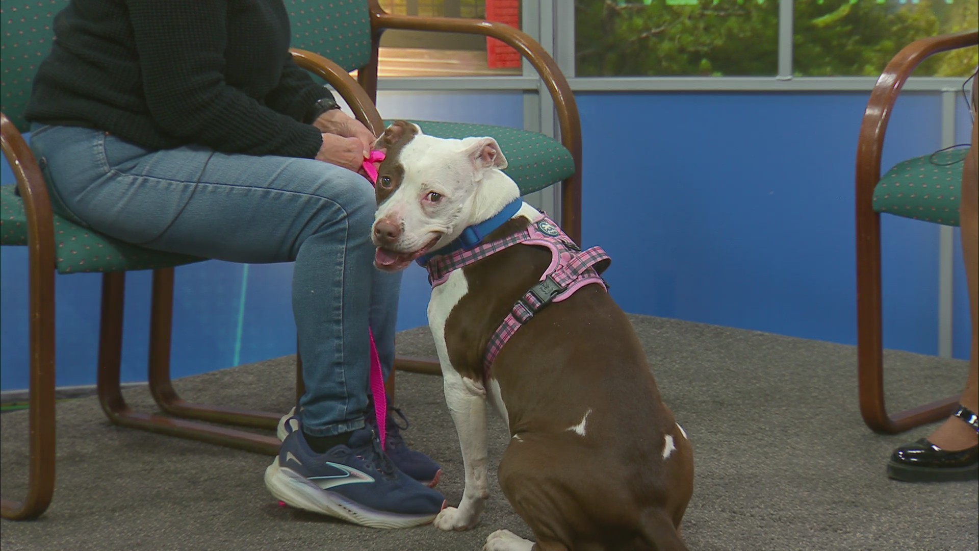 Pet of the Week: Queenie, the Humane Society of Schuyler County
