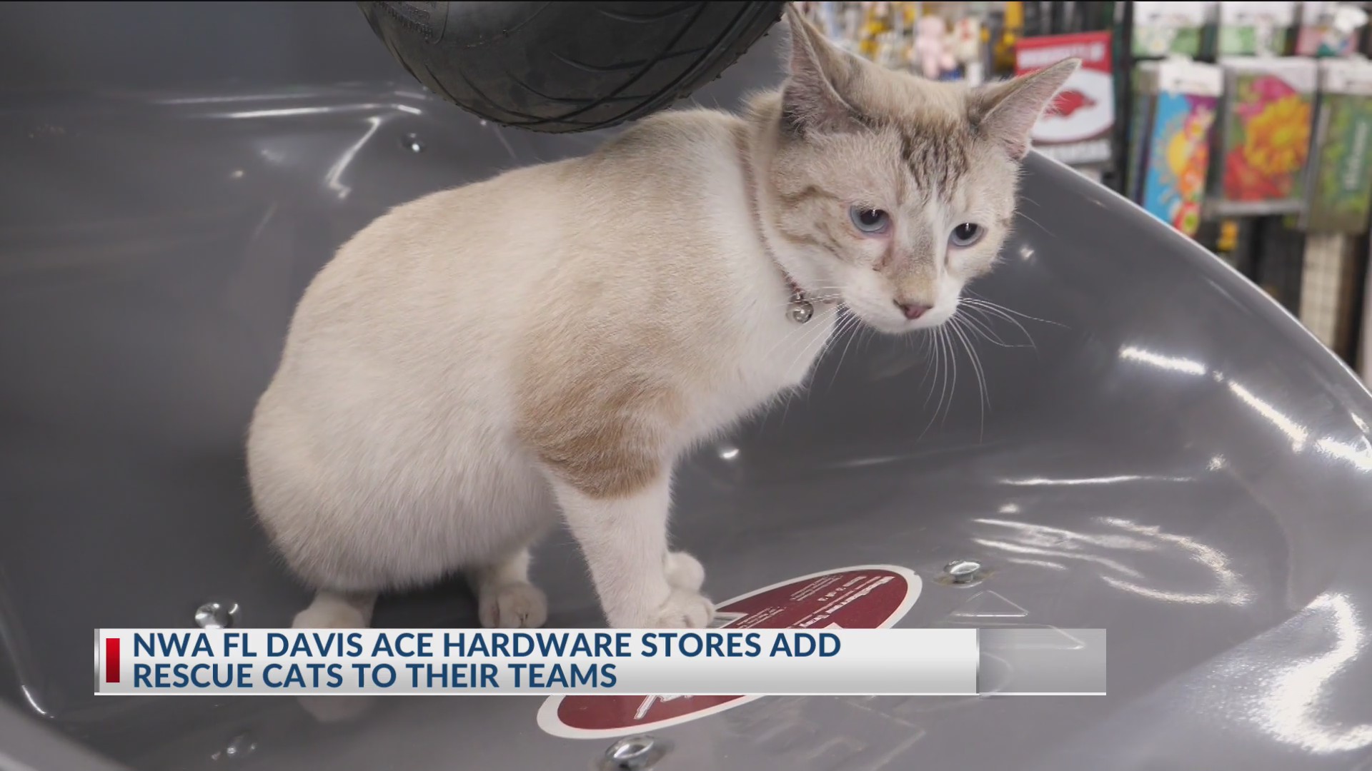 Northwest Arkansas Ace Hardware stores add rescue cats to teams