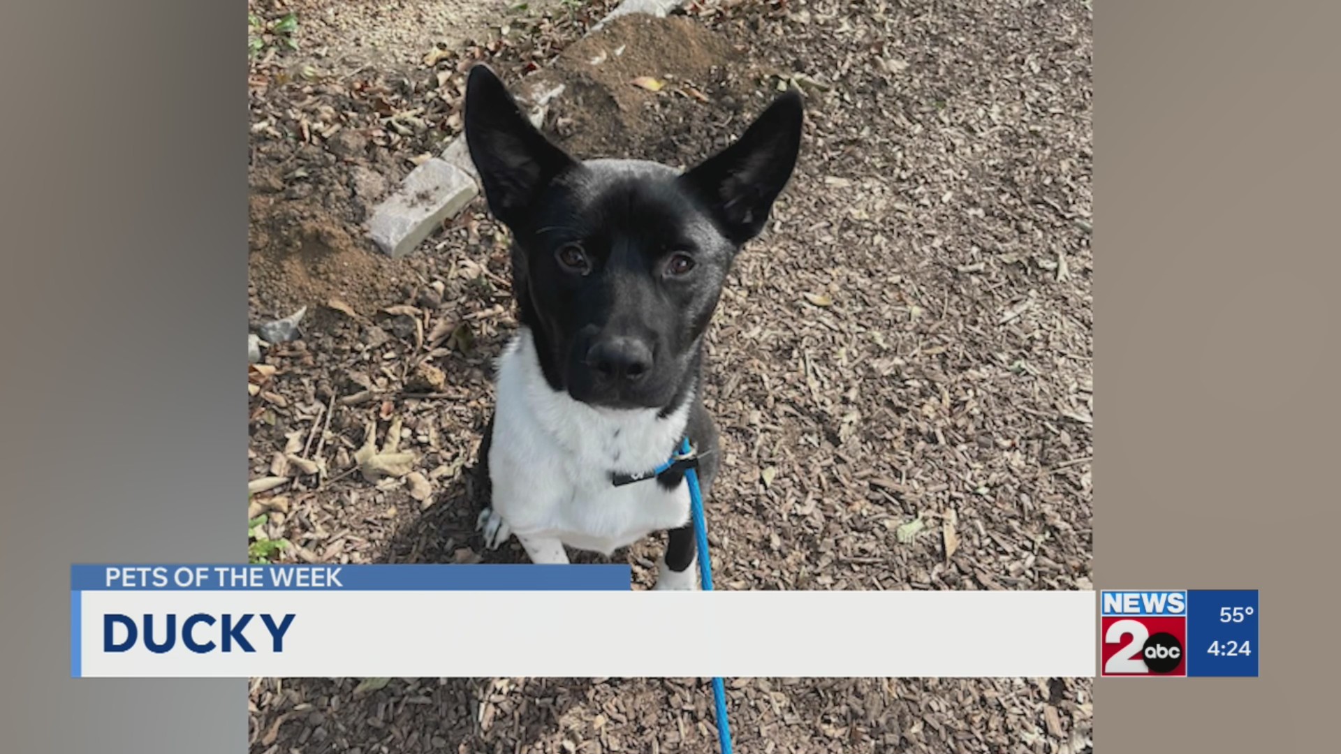 Pets of the Week for Sept. 29, 2026
