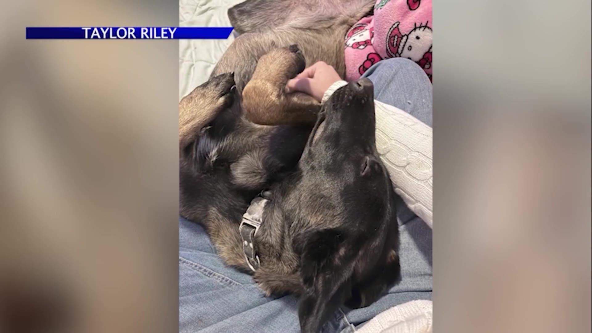 Family looking for lost dog after Friday crash in Denver – FOX31 Denver