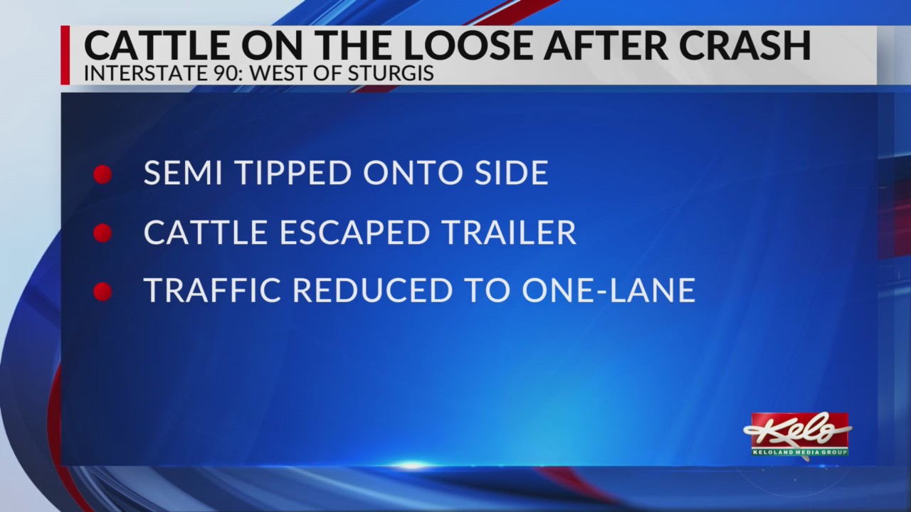 Semi crash near Sturgis leads to loose cattle – KELOLAND.com